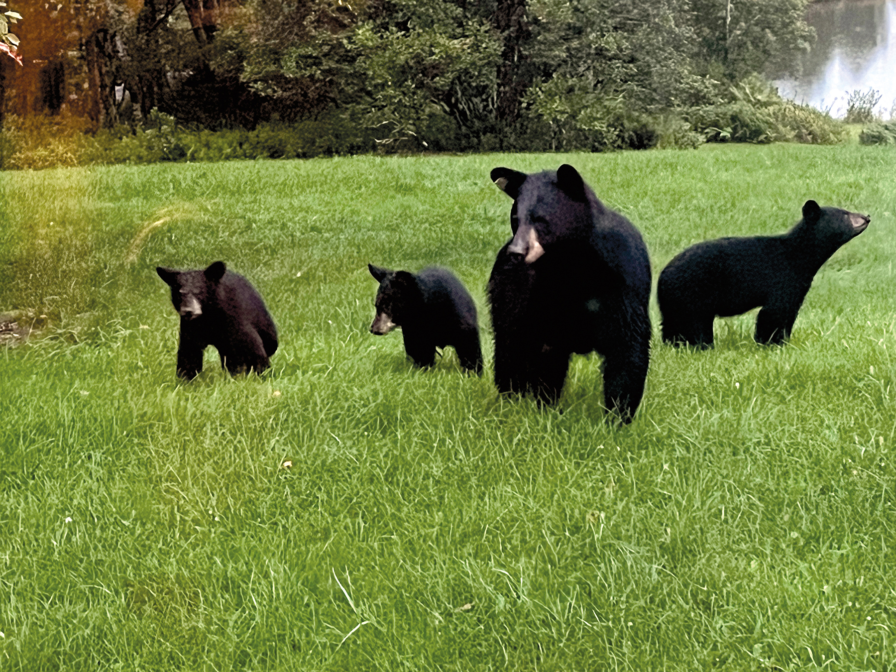 The Willo Preserve property picture 55 of 67