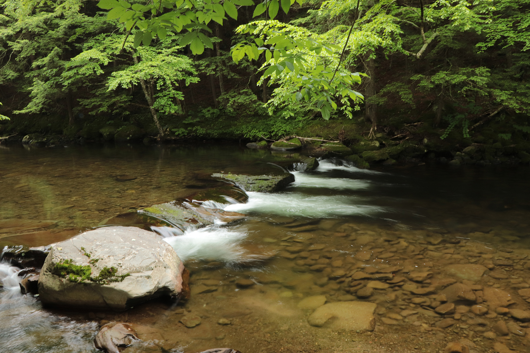 The Willo Preserve property picture 52 of 67