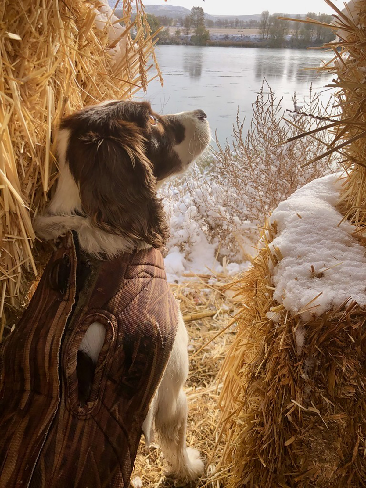 Snake River Retreat property picture 91 of 100