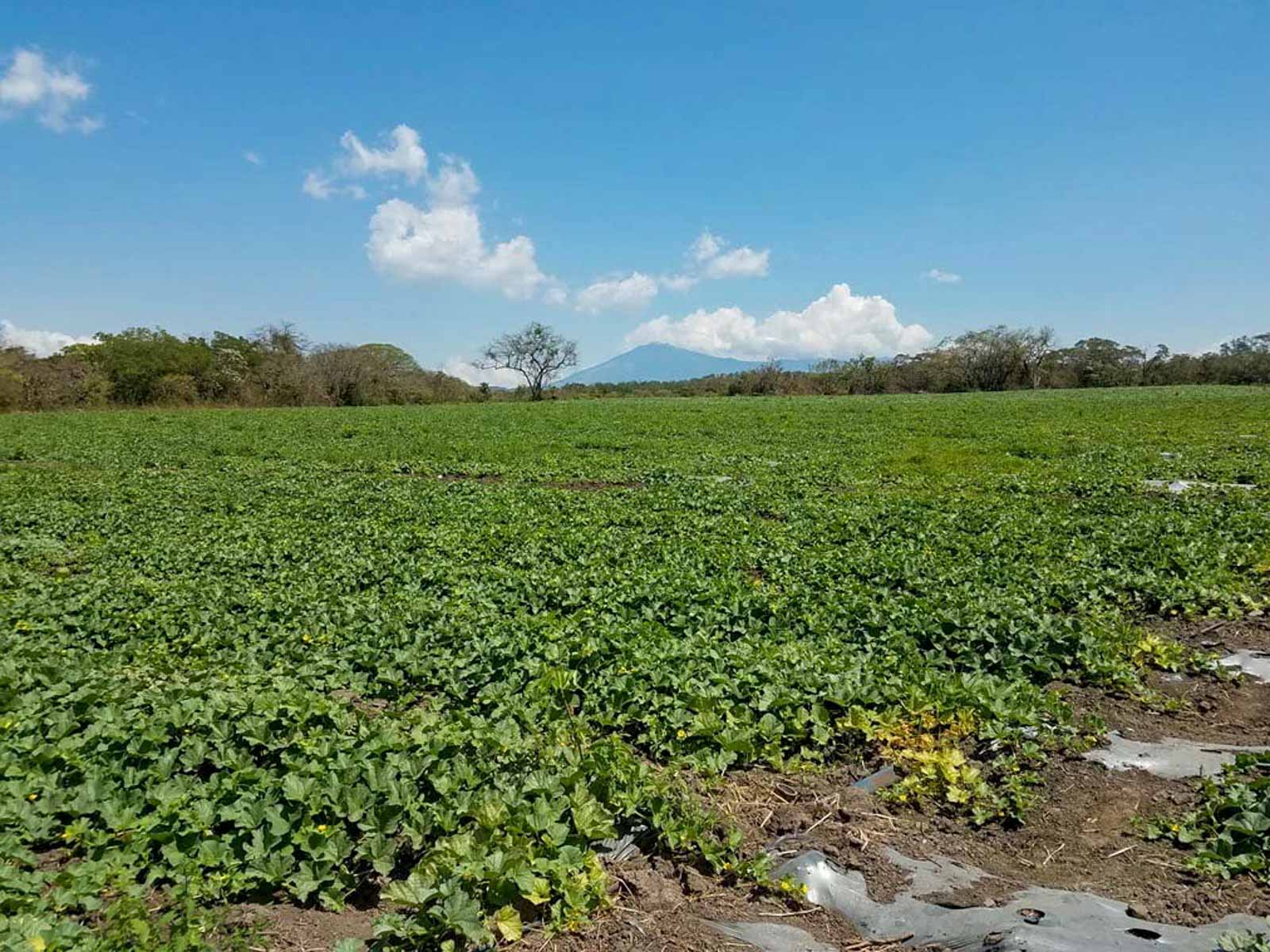 Las Loras Ranch property picture 8 of 30