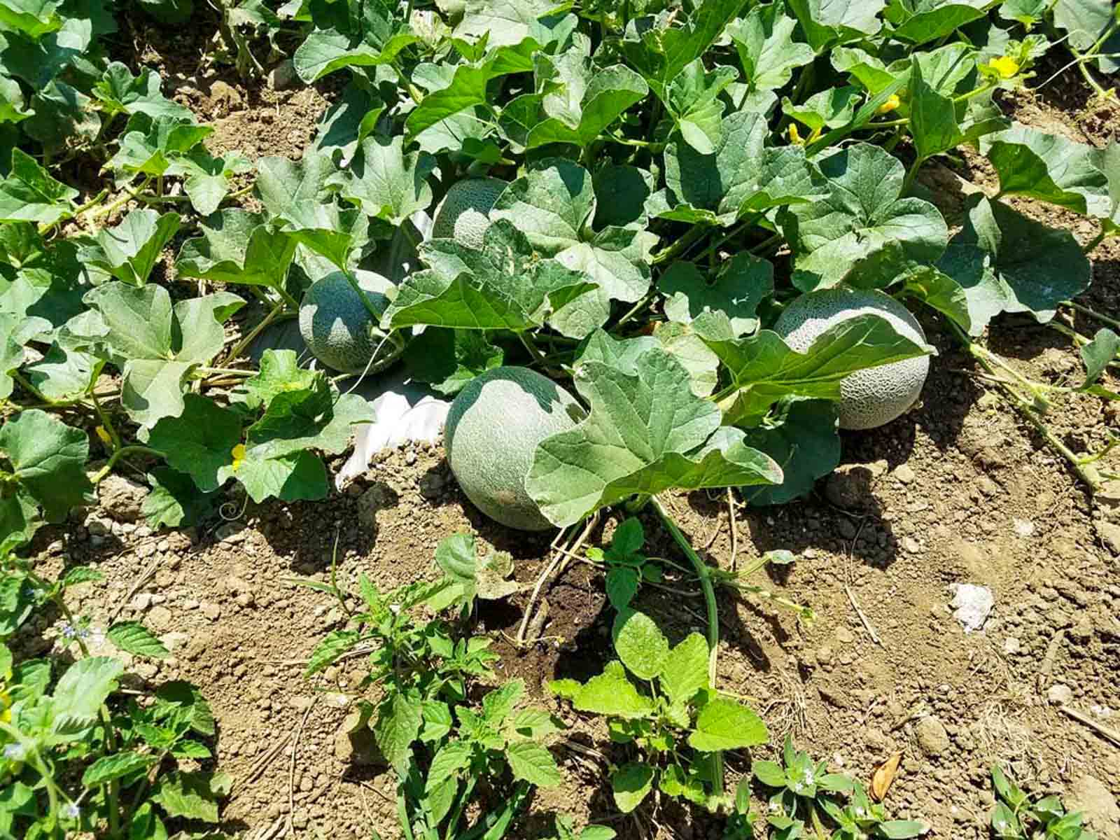 Las Loras Ranch property picture 10 of 30