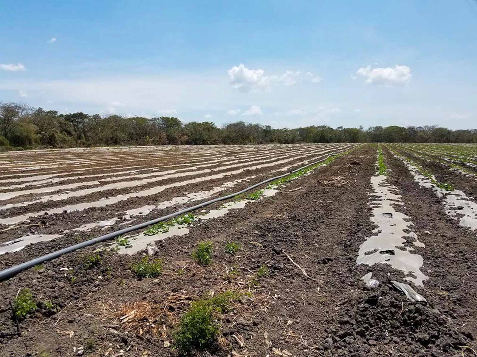 Las Loras Ranch property picture 5 of 30