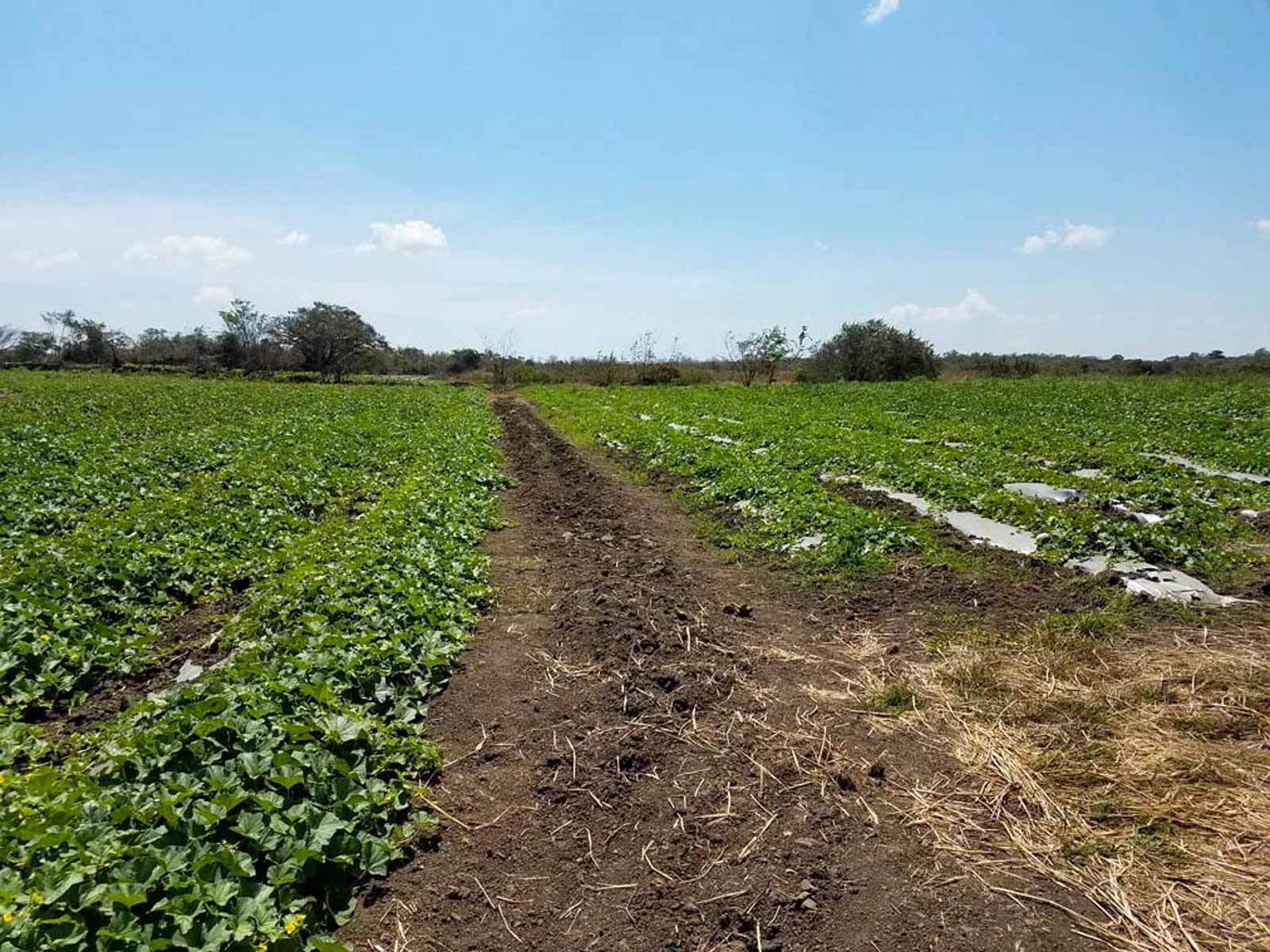 Las Loras Ranch property picture 6 of 30