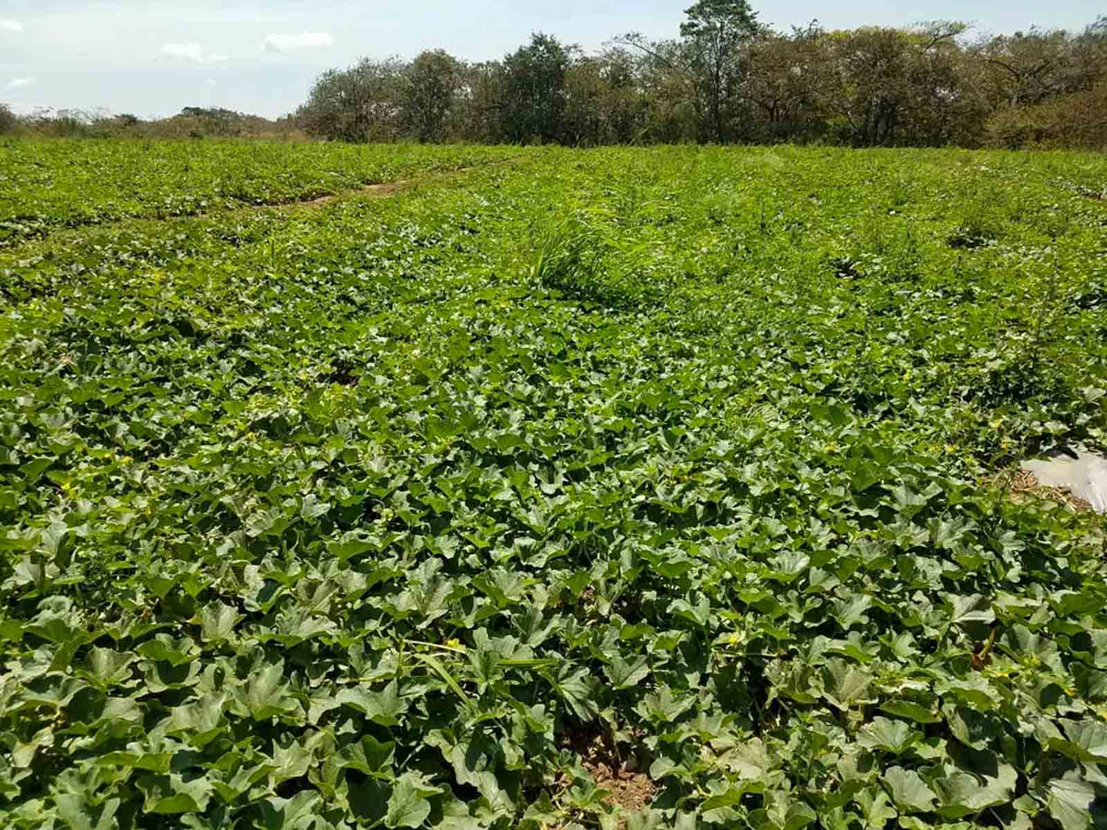 Las Loras Ranch property picture 11 of 30