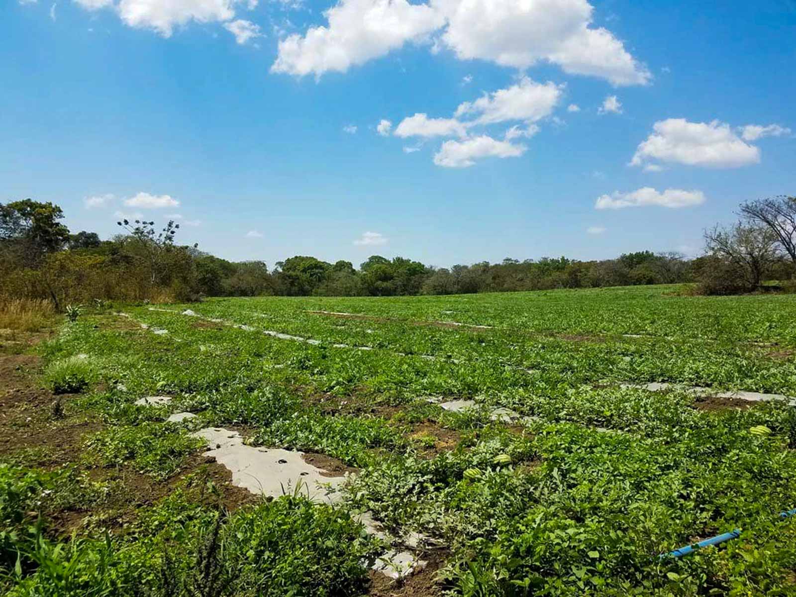 Las Loras Ranch property picture 12 of 30