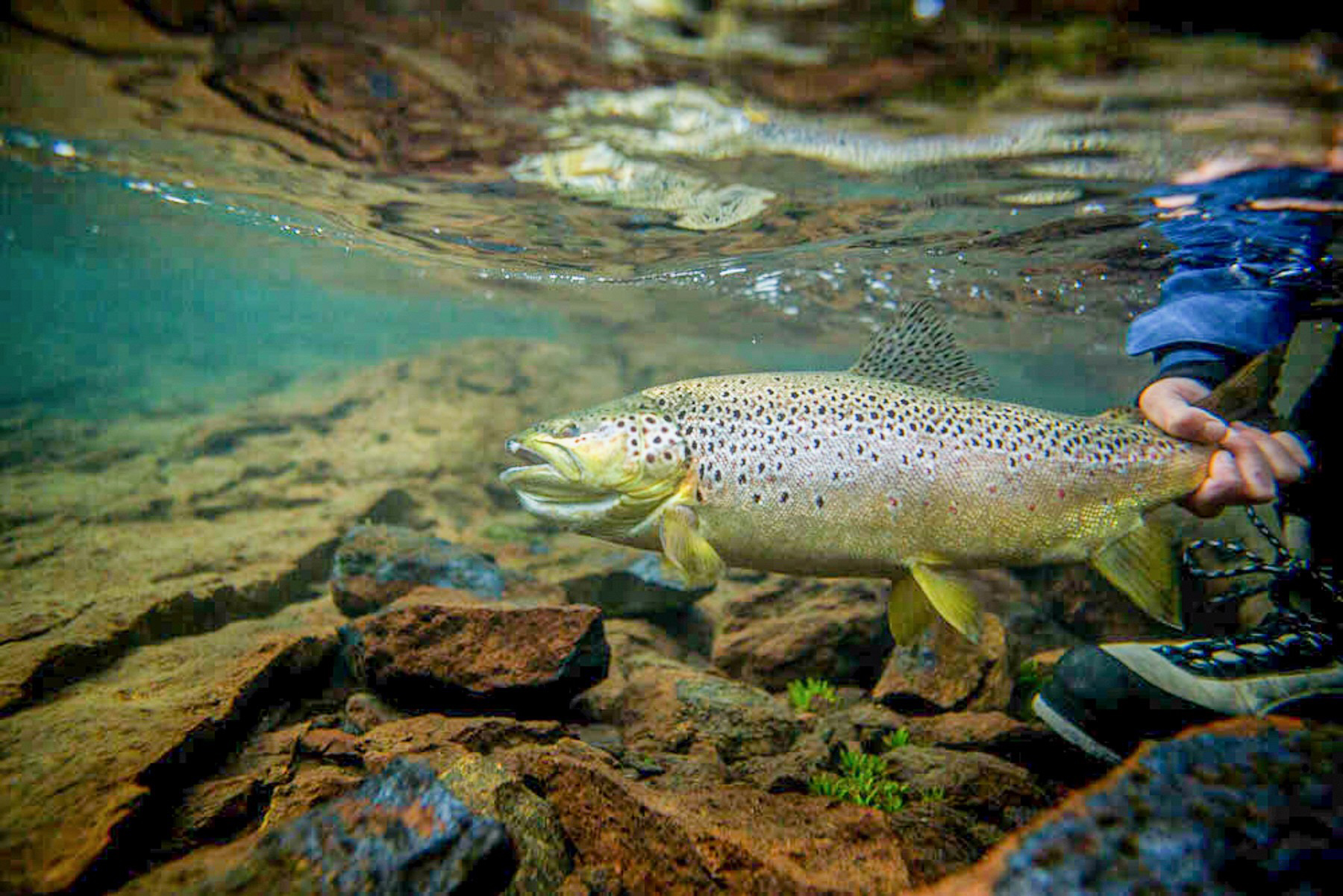 Estancia Lago Central property picture 5 of 88