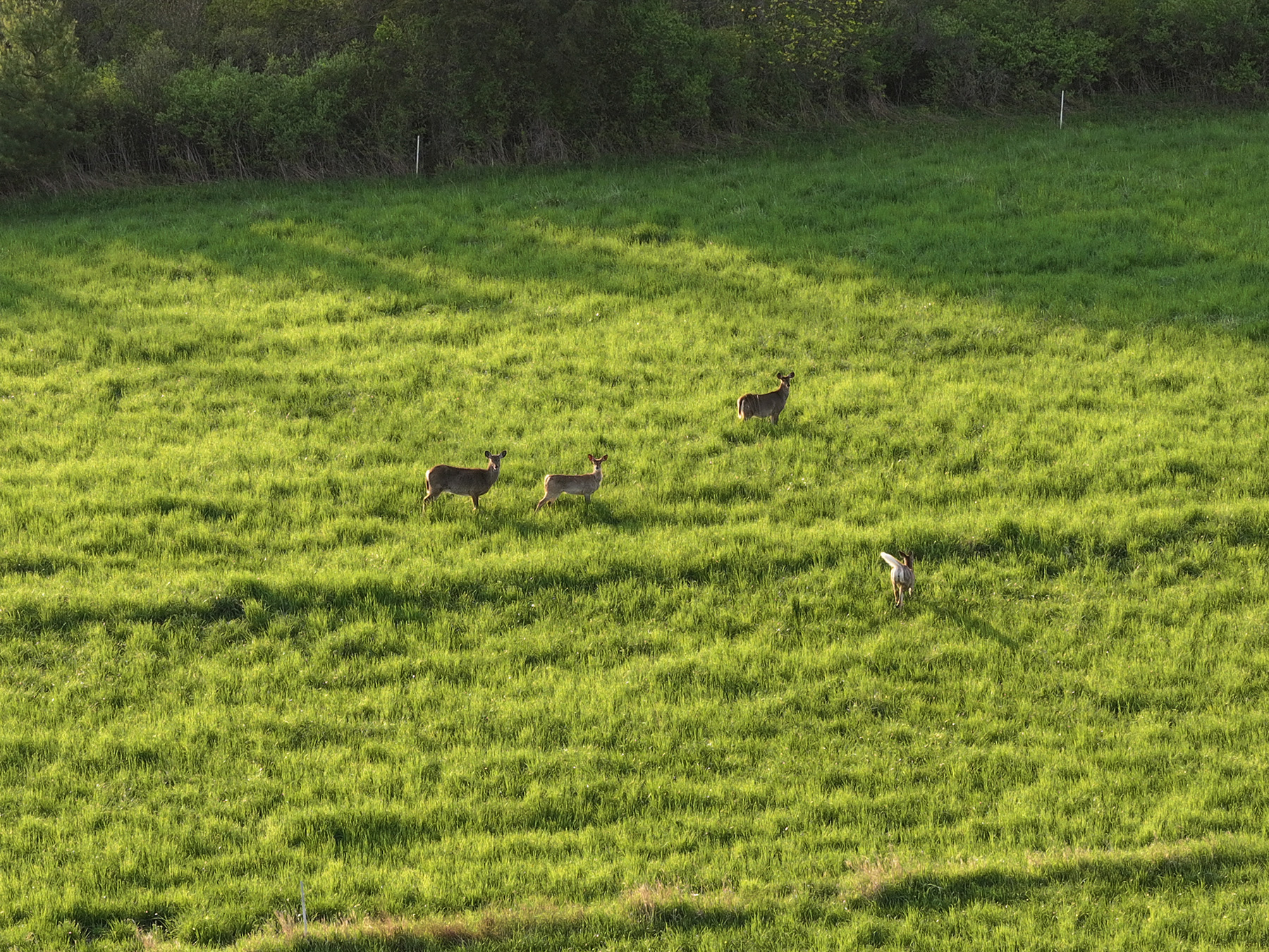 Lewis Family Farm property picture 38 of 51