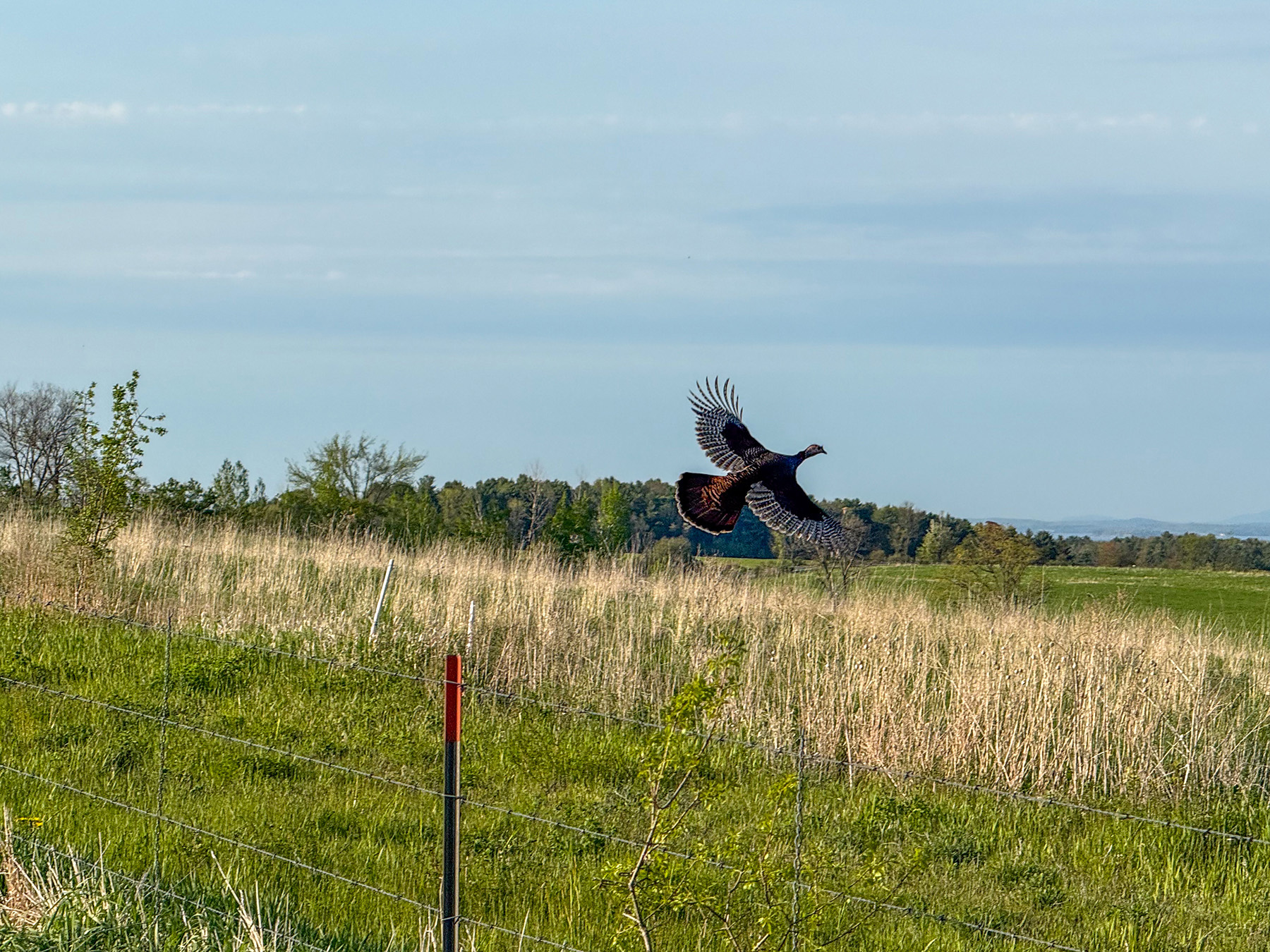 Lewis Family Farm property picture 39 of 51