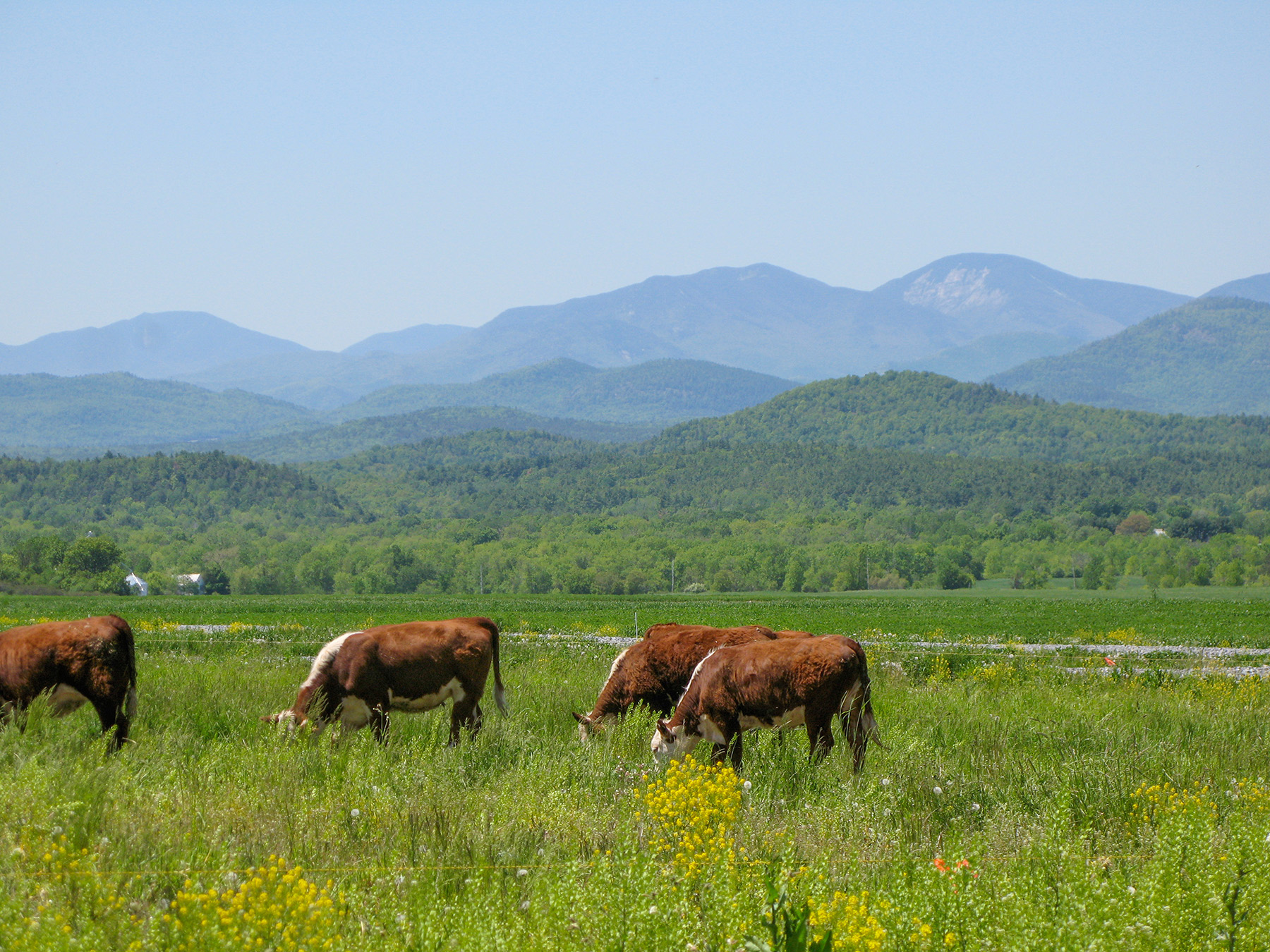 Lewis Family Farm property picture 2 of 51