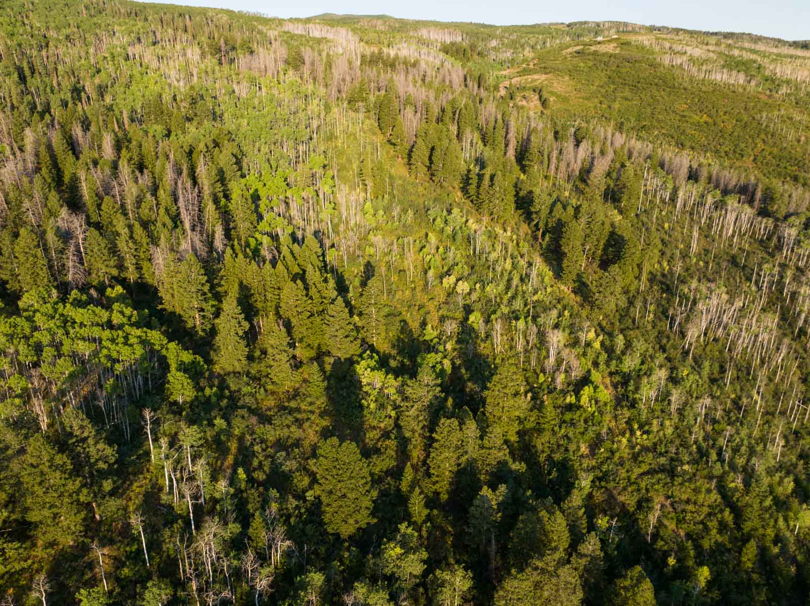 Royal Elk Ranch property picture 27 of 66