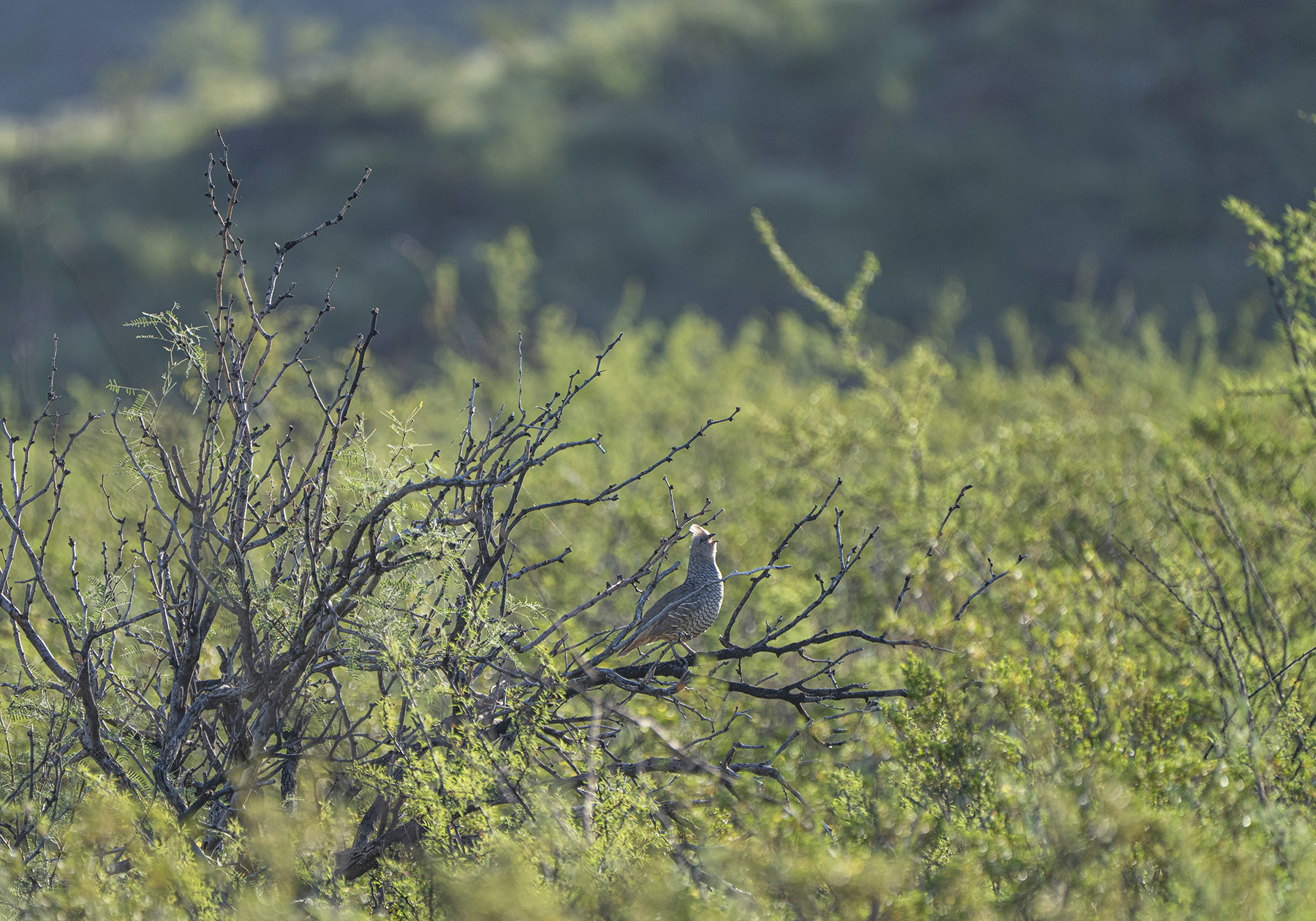 Cripple Mill Ranch property picture 25 of 56