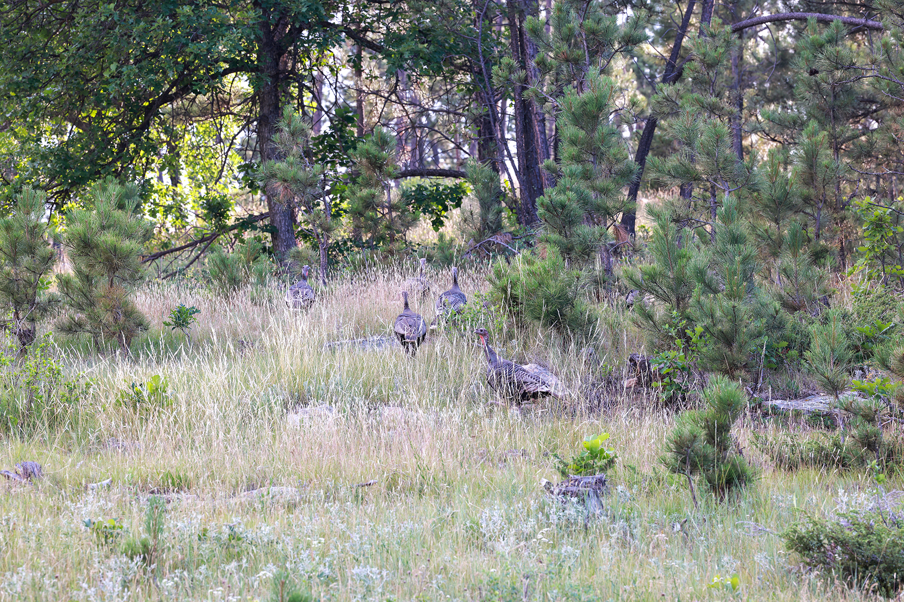 Mullenger Ranch property picture 32 of 52