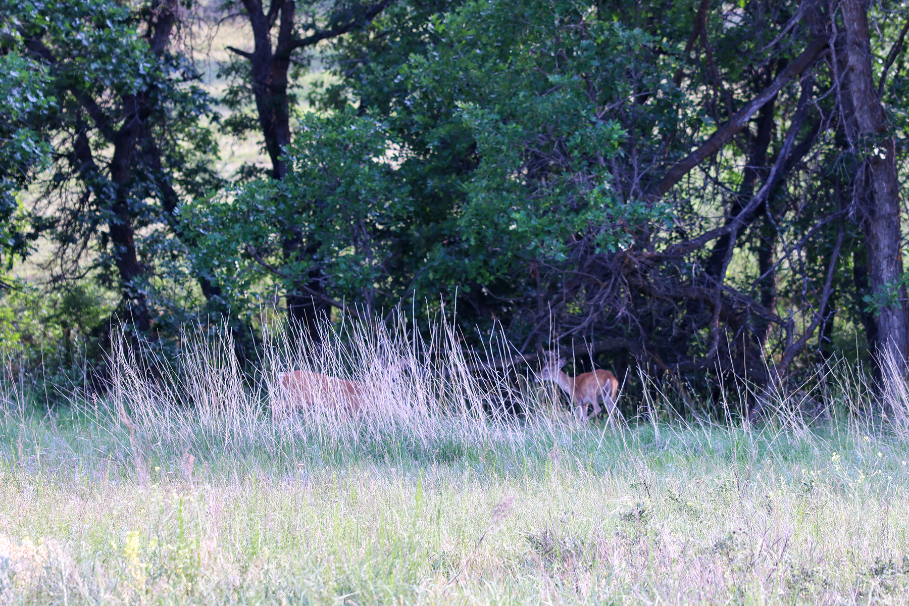 Mullenger Ranch property picture 31 of 52
