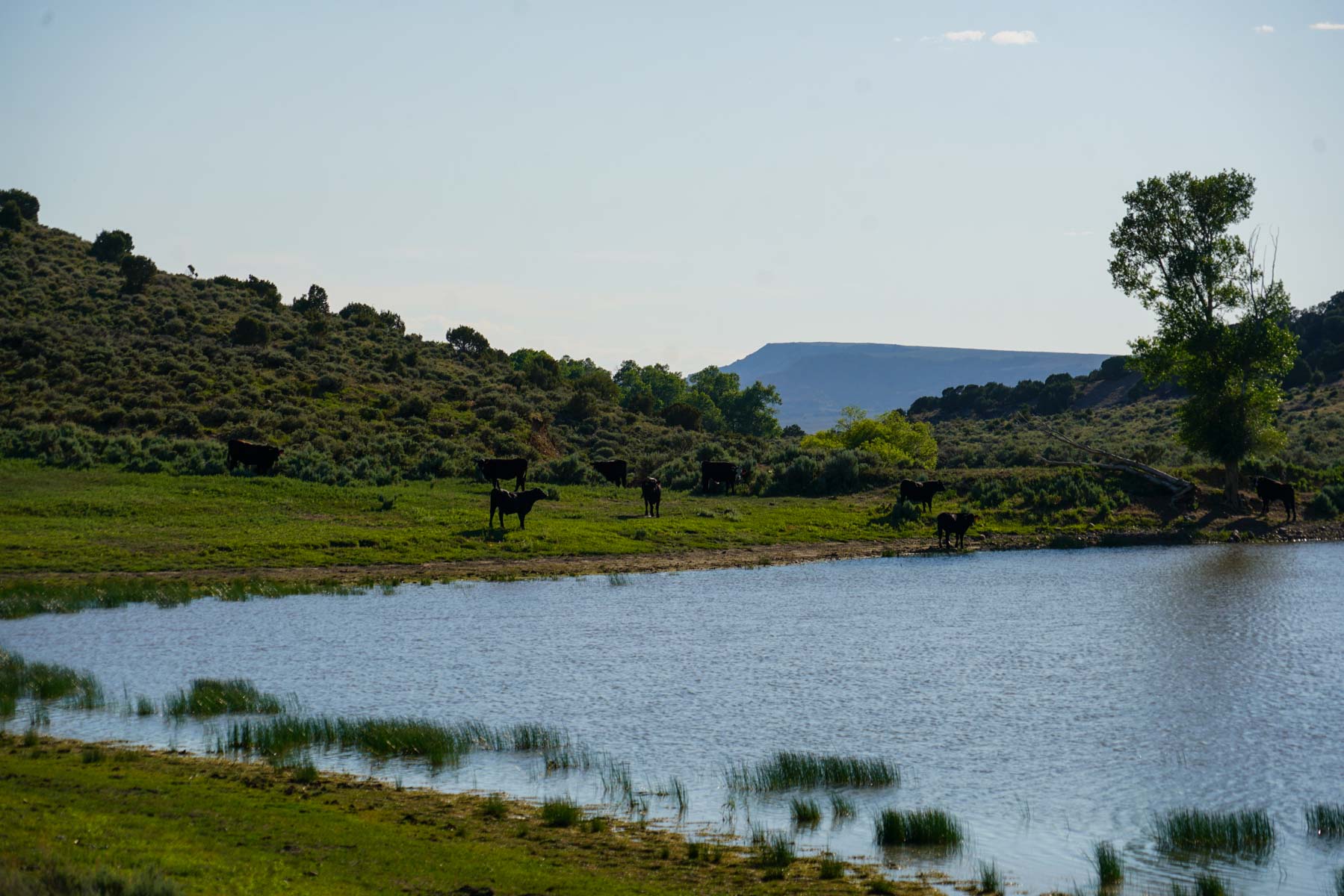 Buck Gulch Ranch property picture 7 of 33