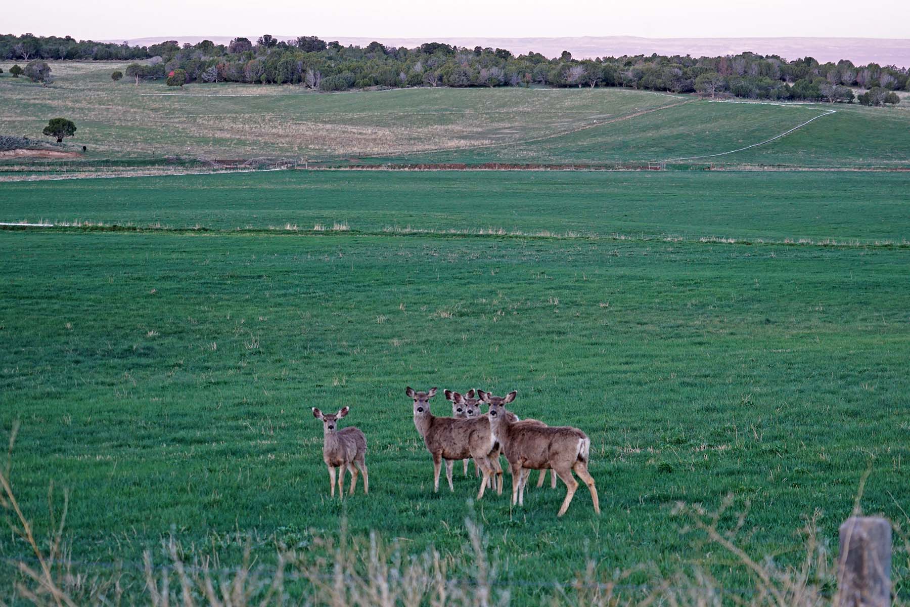 Black Canyon Ranch property picture 33 of 46