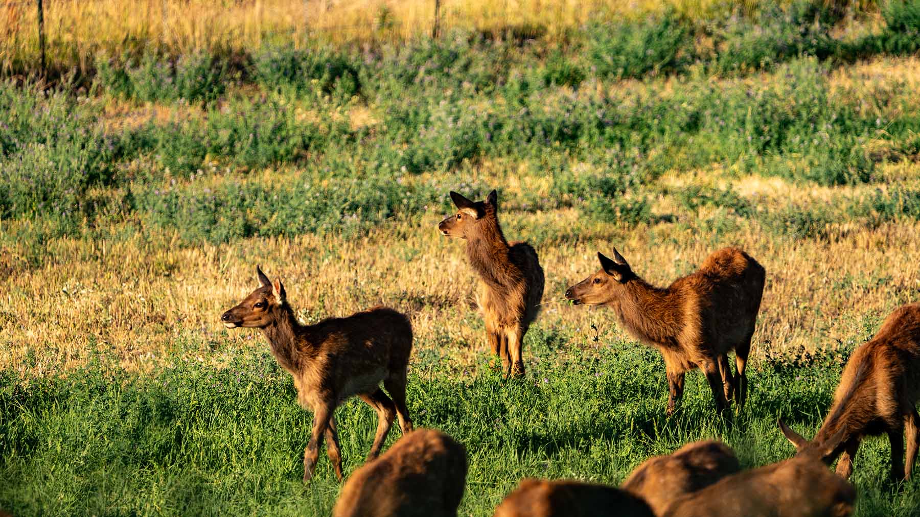 Black Canyon Ranch property picture 43 of 46