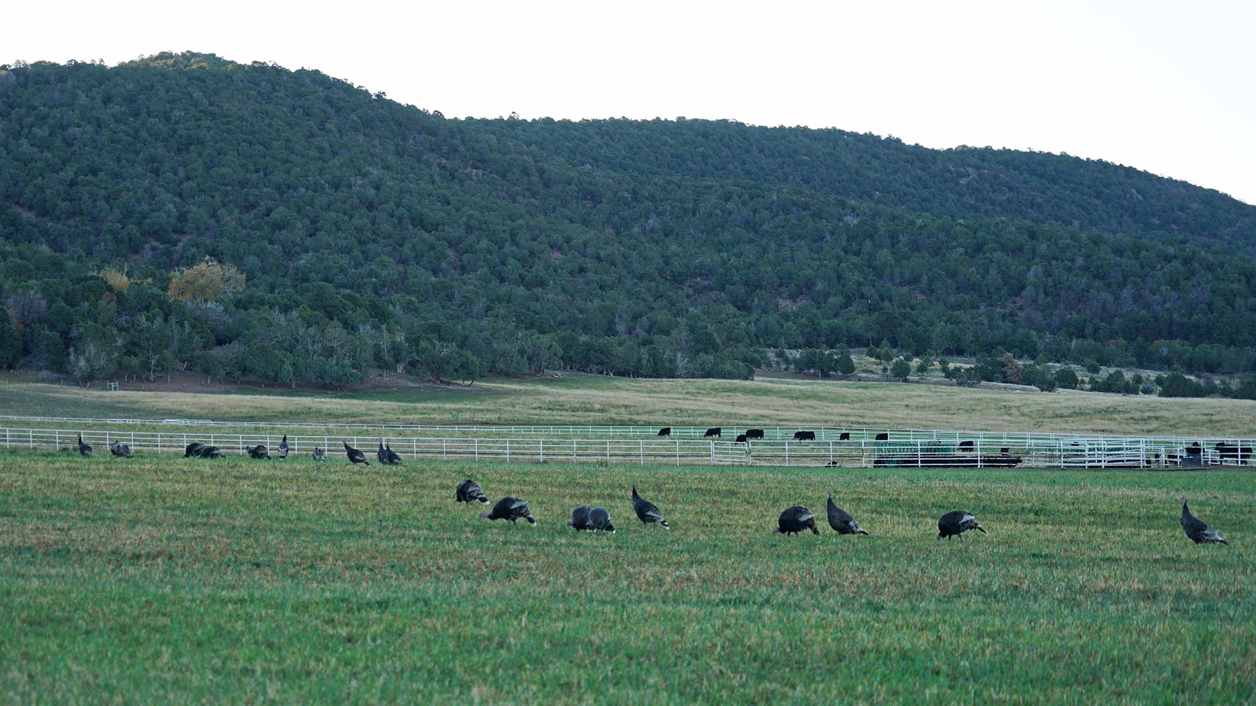 Black Canyon Ranch property picture 44 of 46