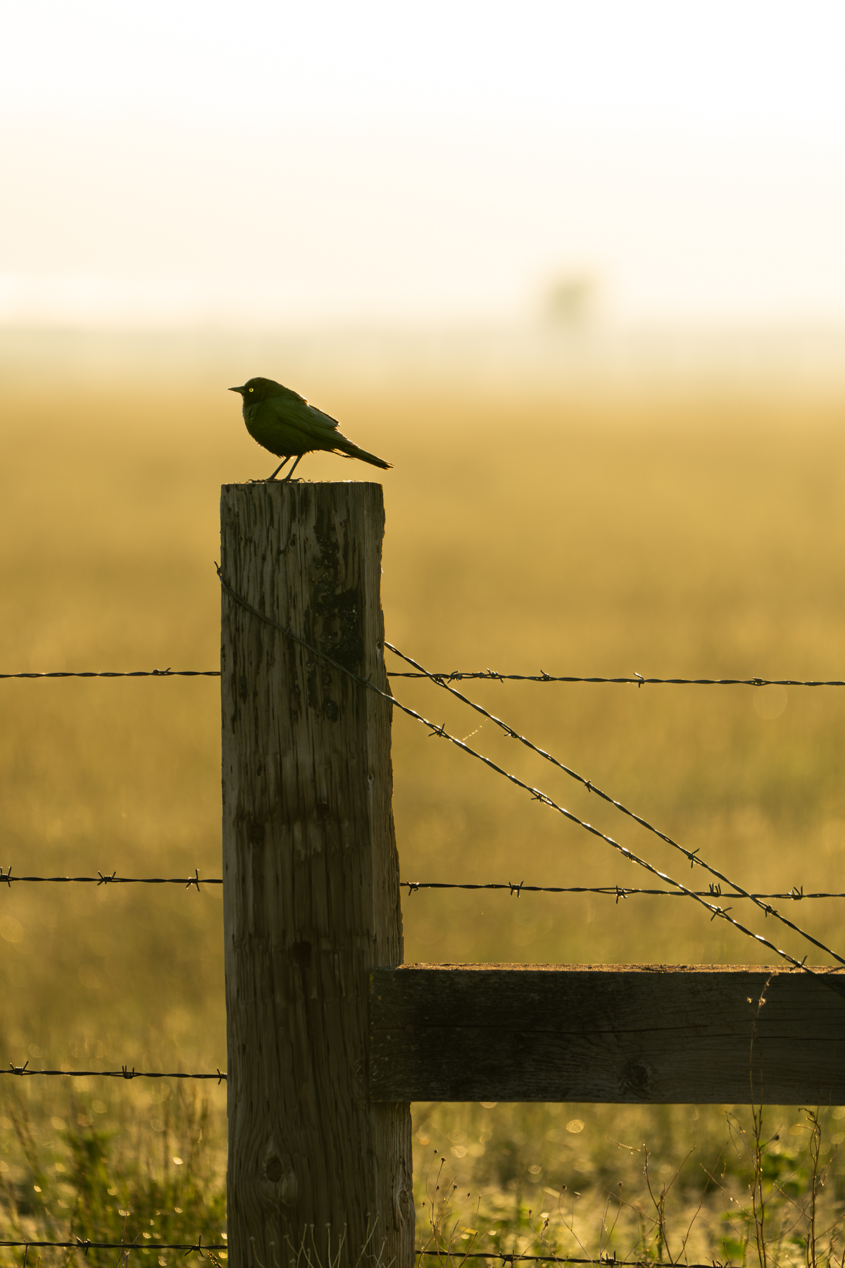 Island Ranch Pasture property picture 18 of 19