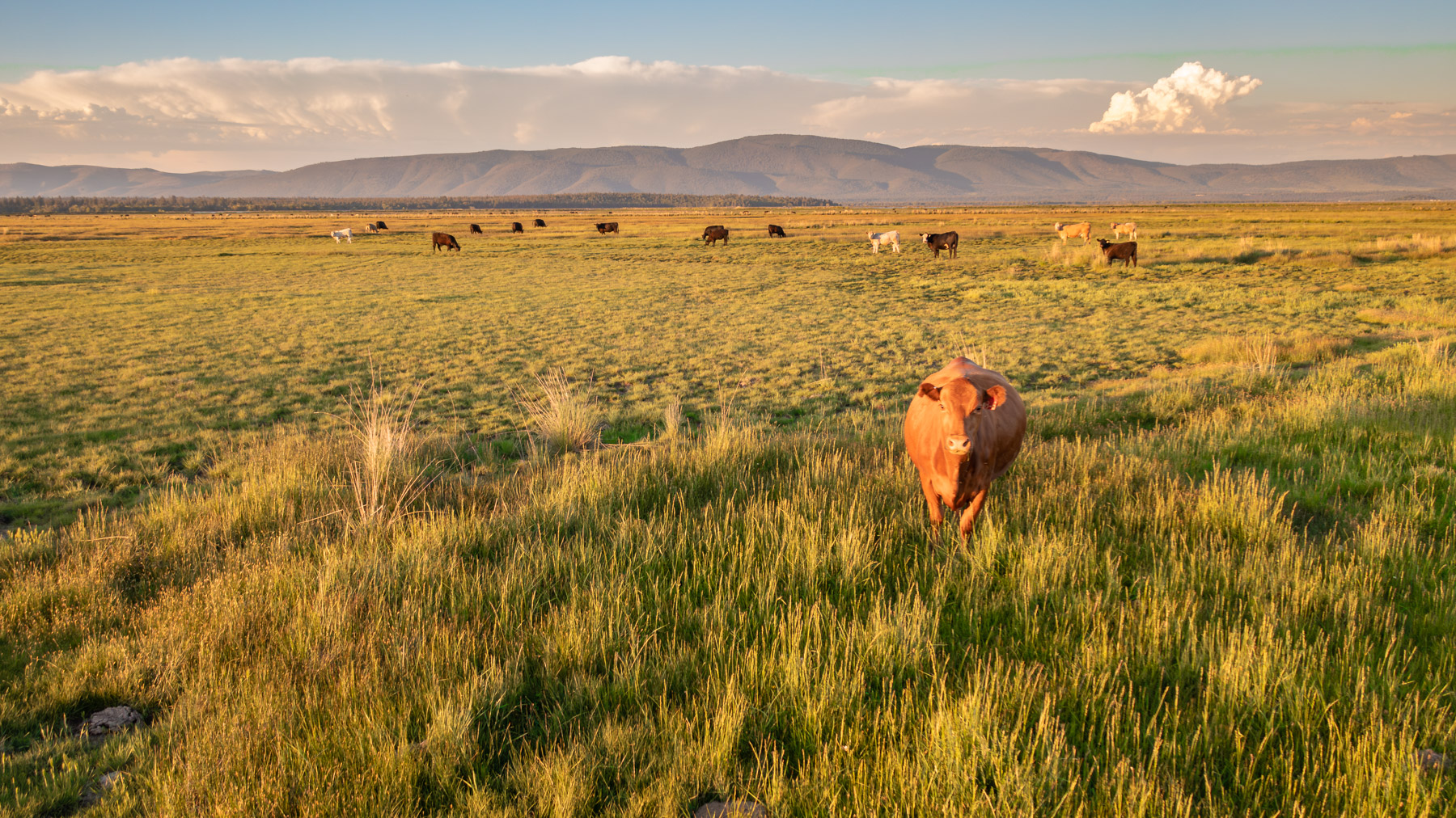 Island Ranch Pasture property picture 7 of 19