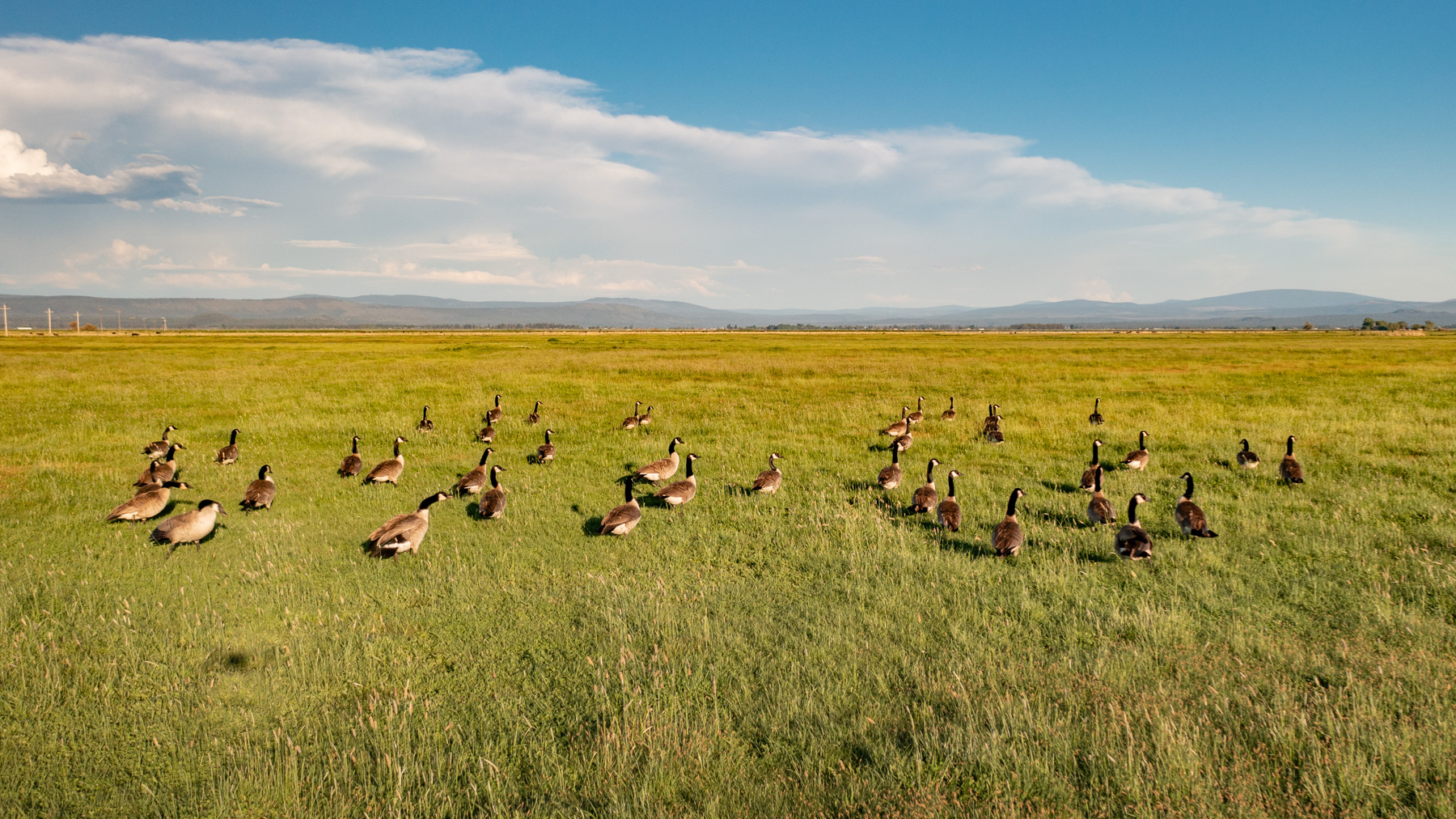 Island Ranch Pasture property picture 17 of 19
