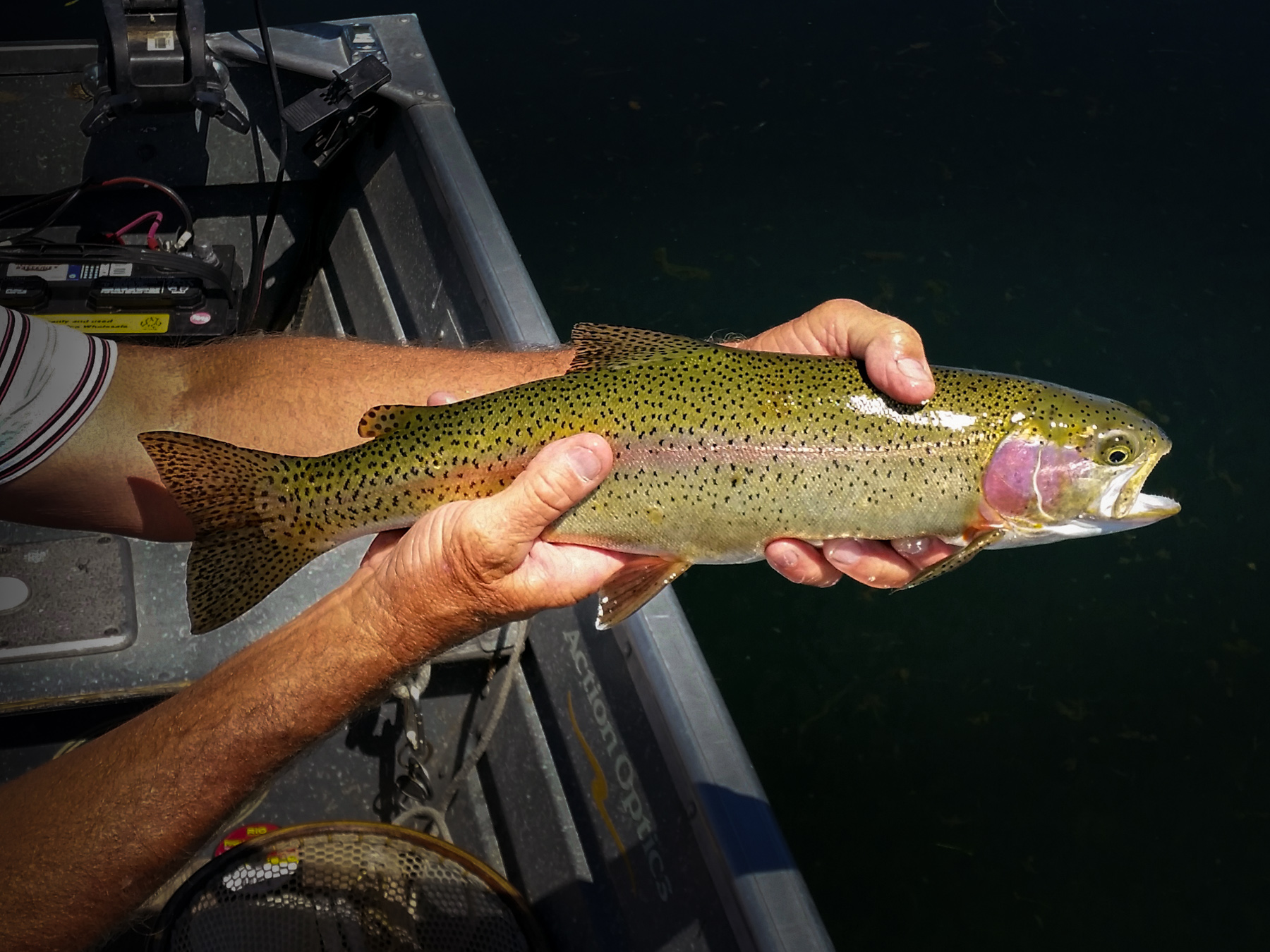 Island Ranch Pasture property picture 5 of 19