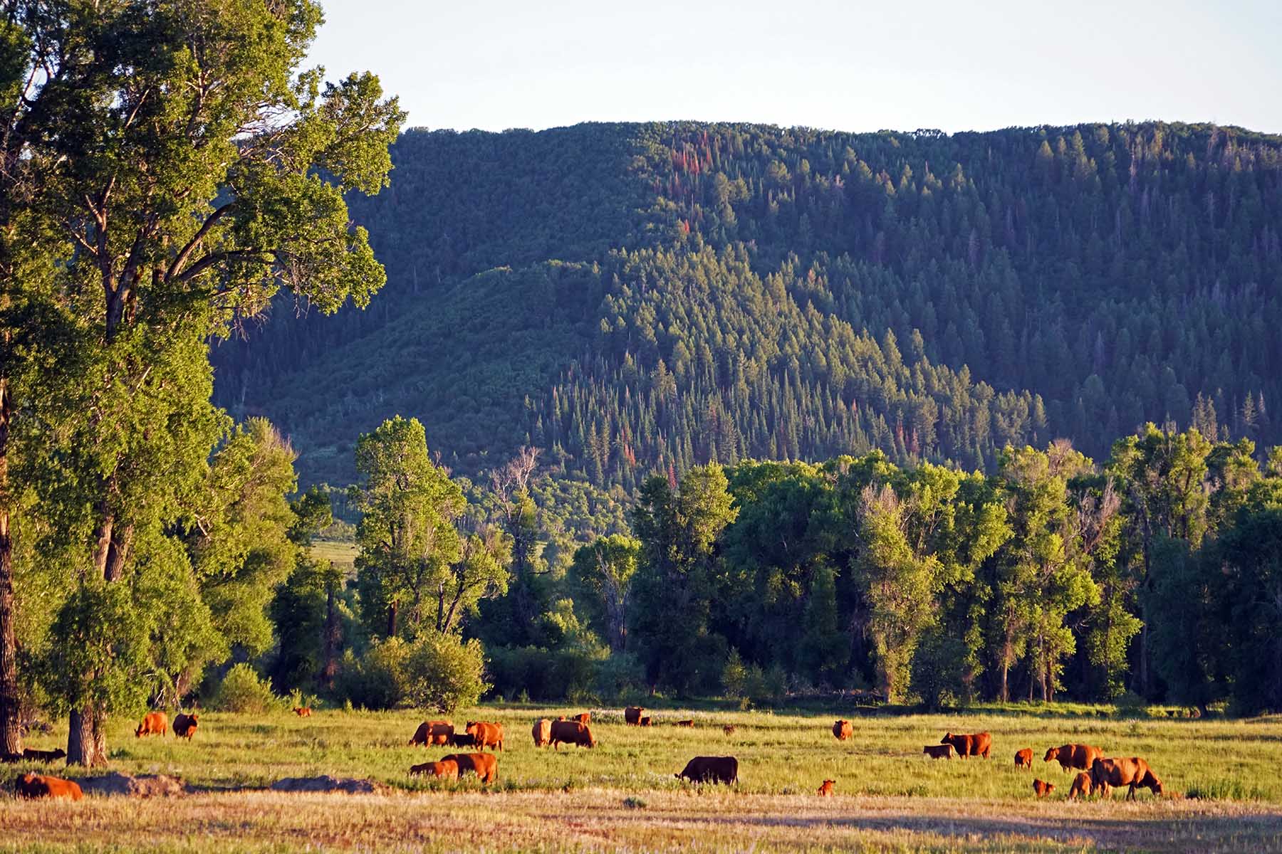 Yampa River Ranch property picture 13 of 63