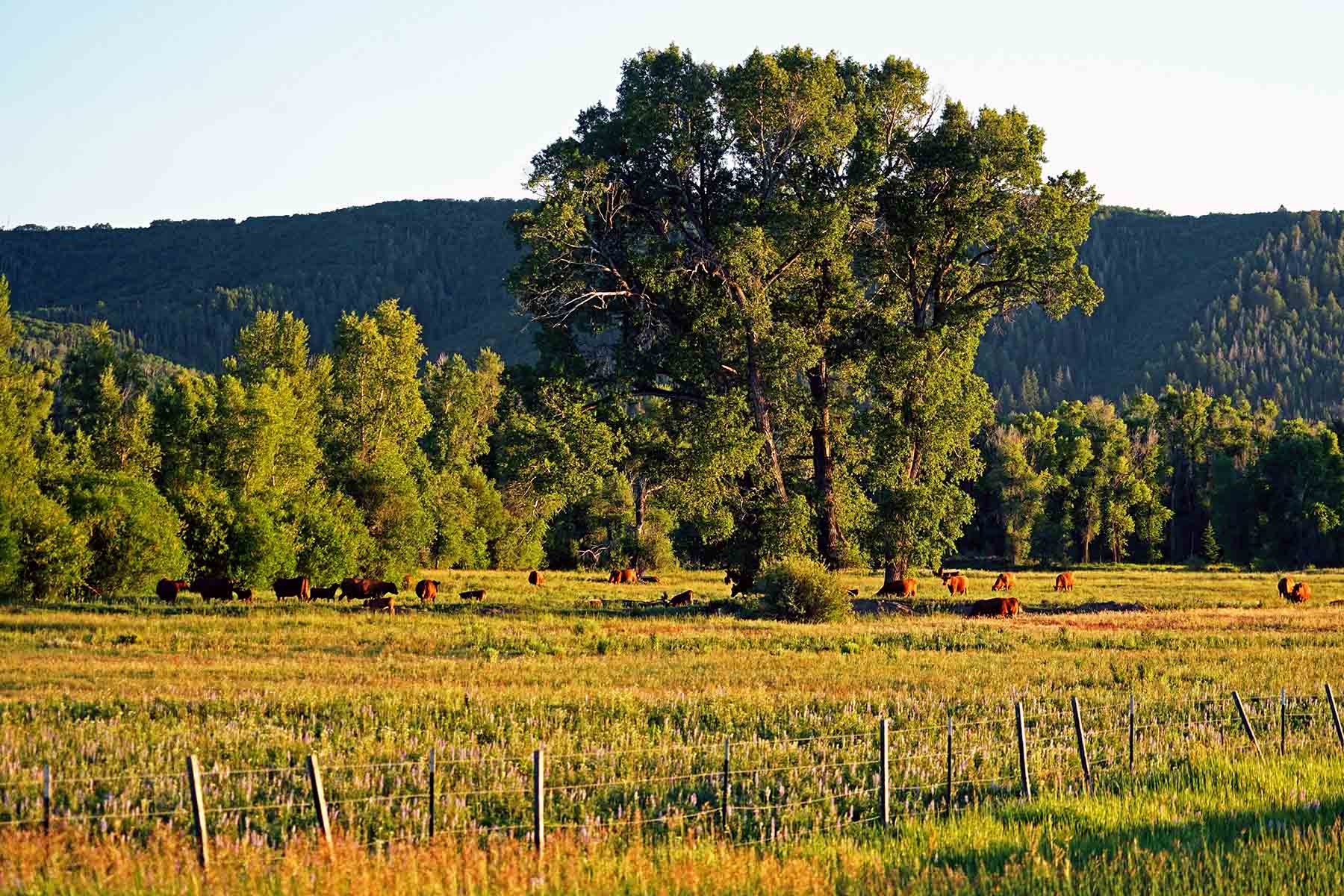 Yampa River Ranch property picture 18 of 63