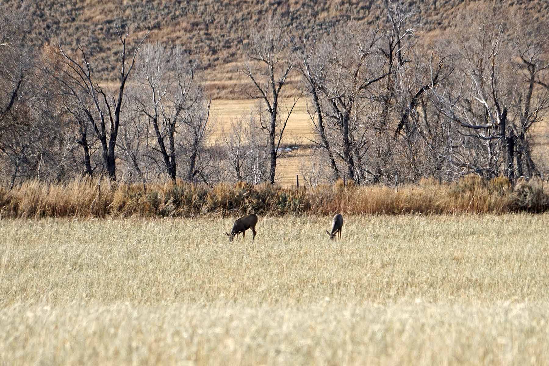Yampa River Ranch property picture 32 of 63