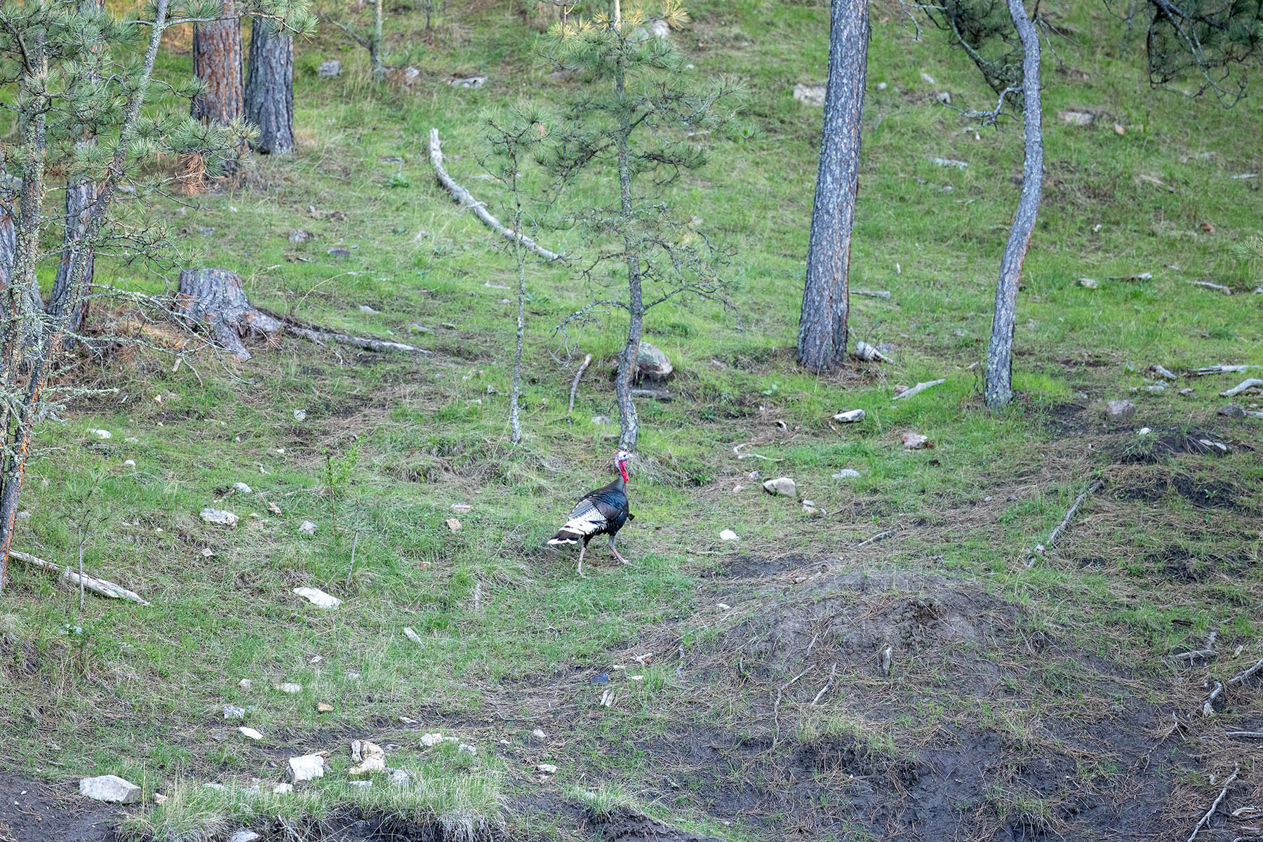 Riley Ranch property picture 25 of 33