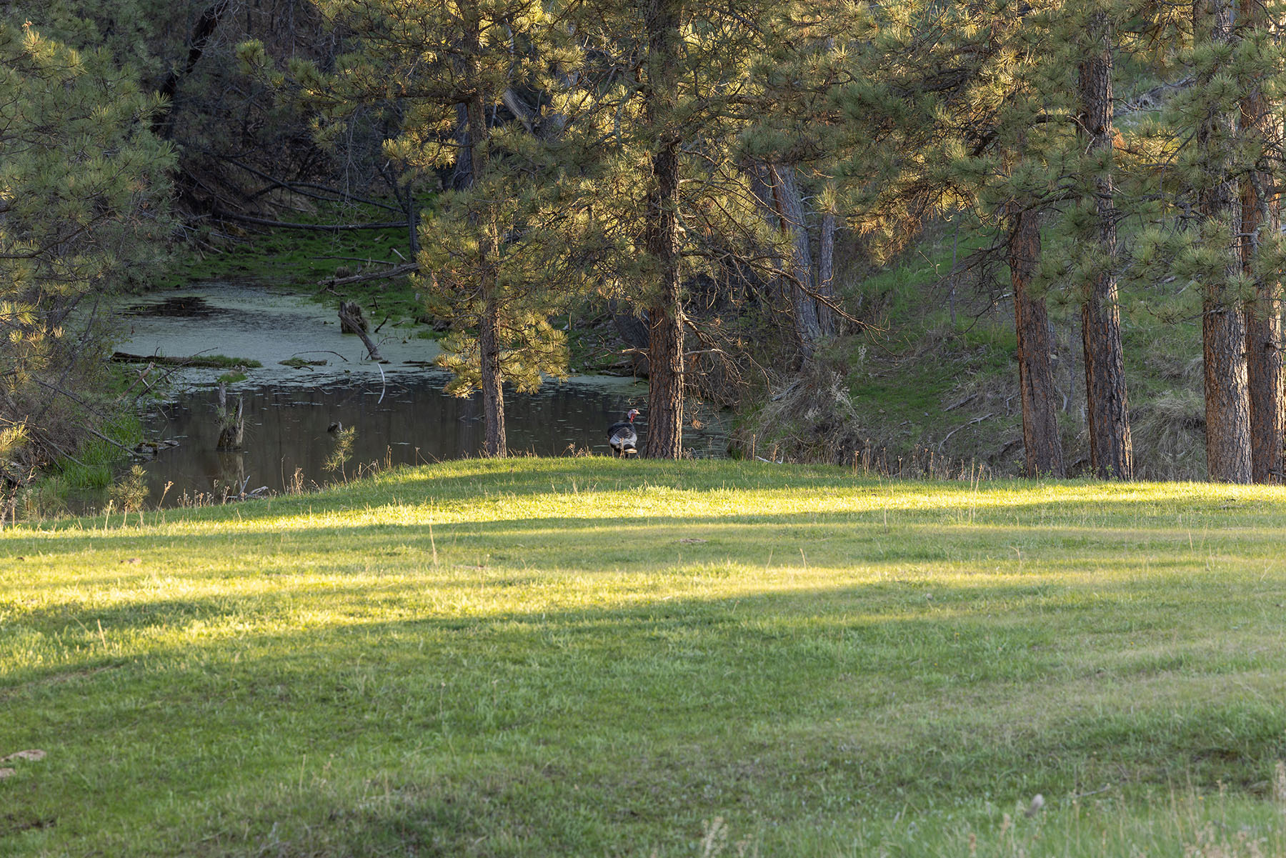 Riley Ranch property picture 21 of 33