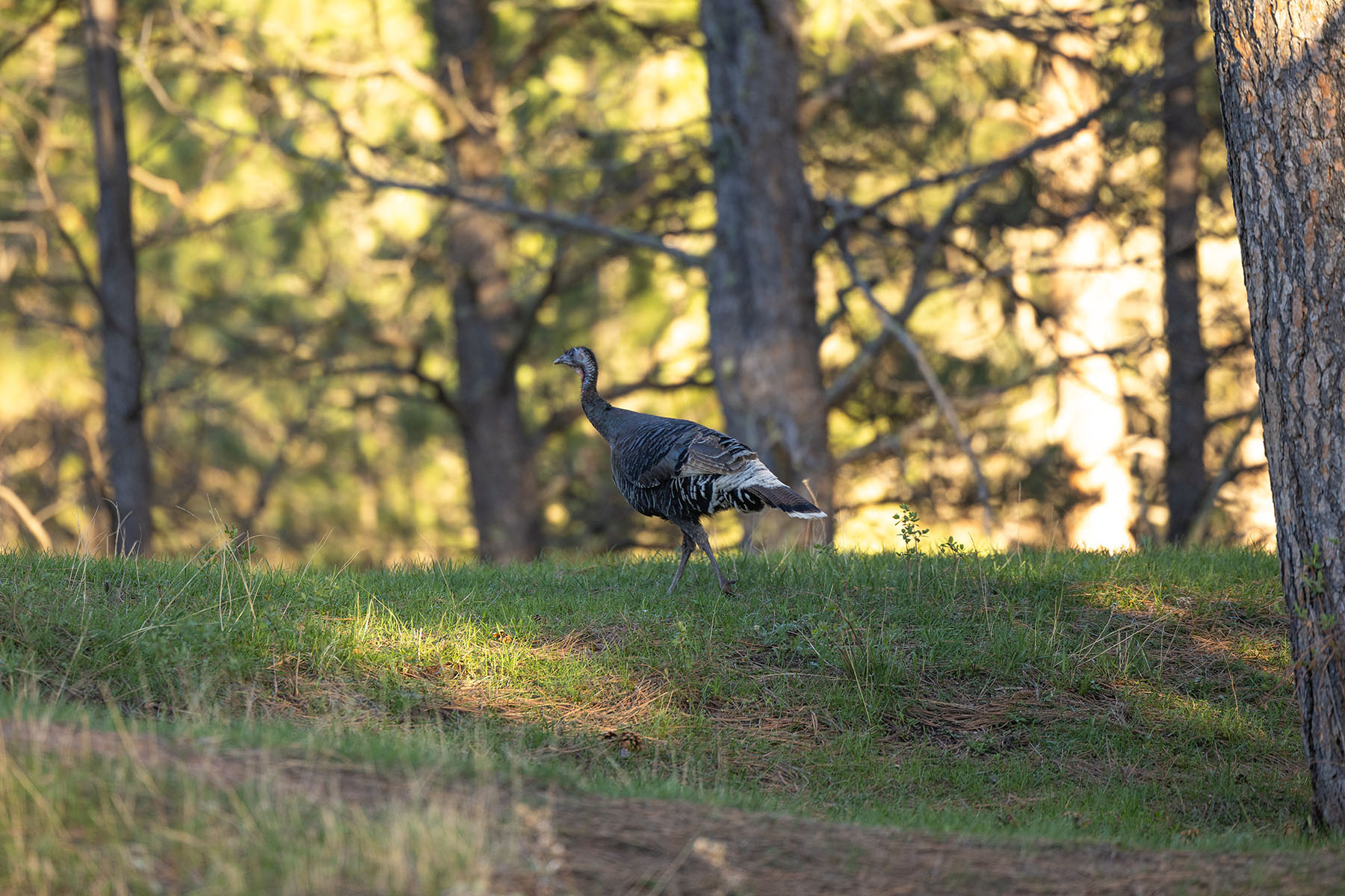 Riley Ranch property picture 8 of 33