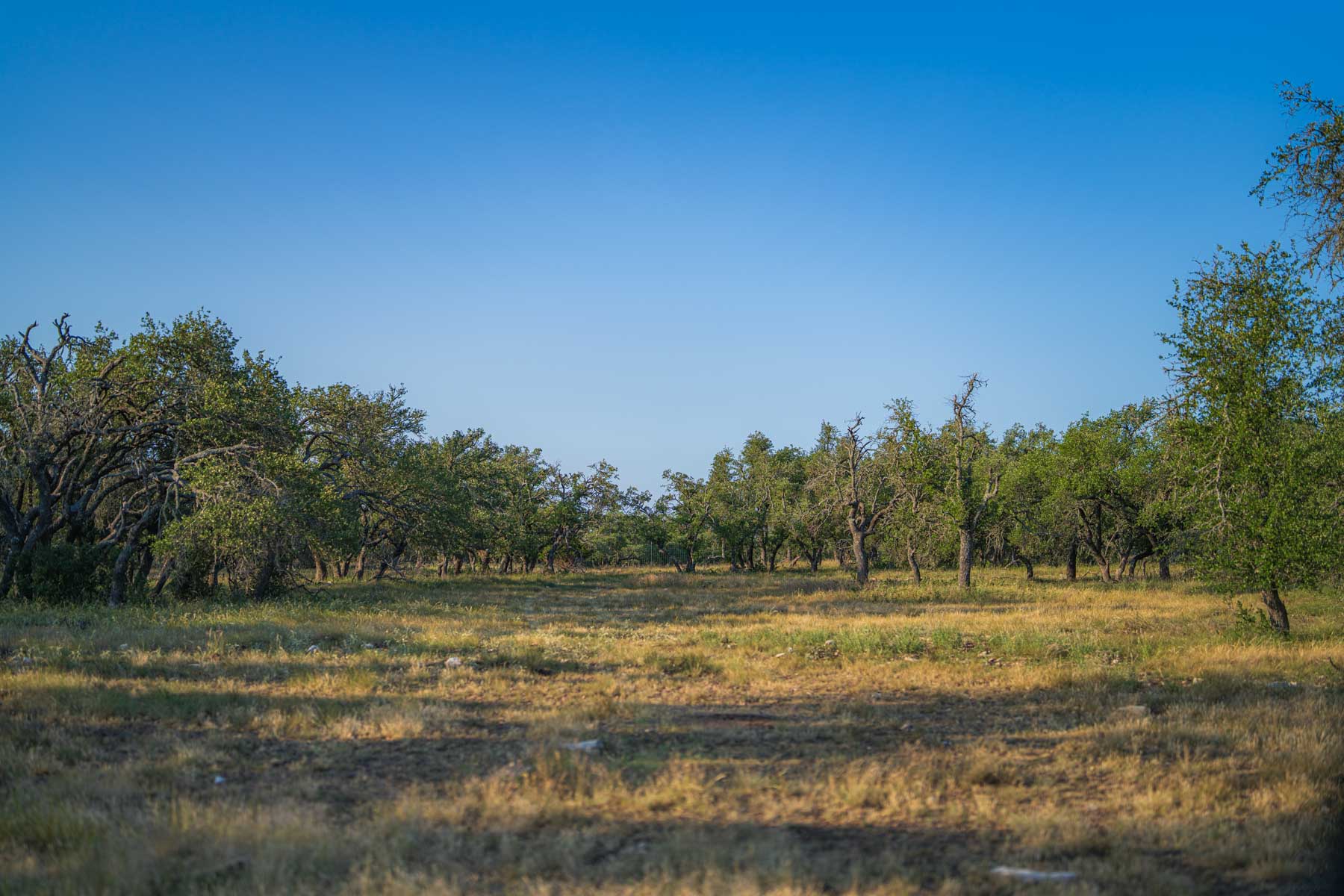 Little Victory Ranch property picture 6 of 21