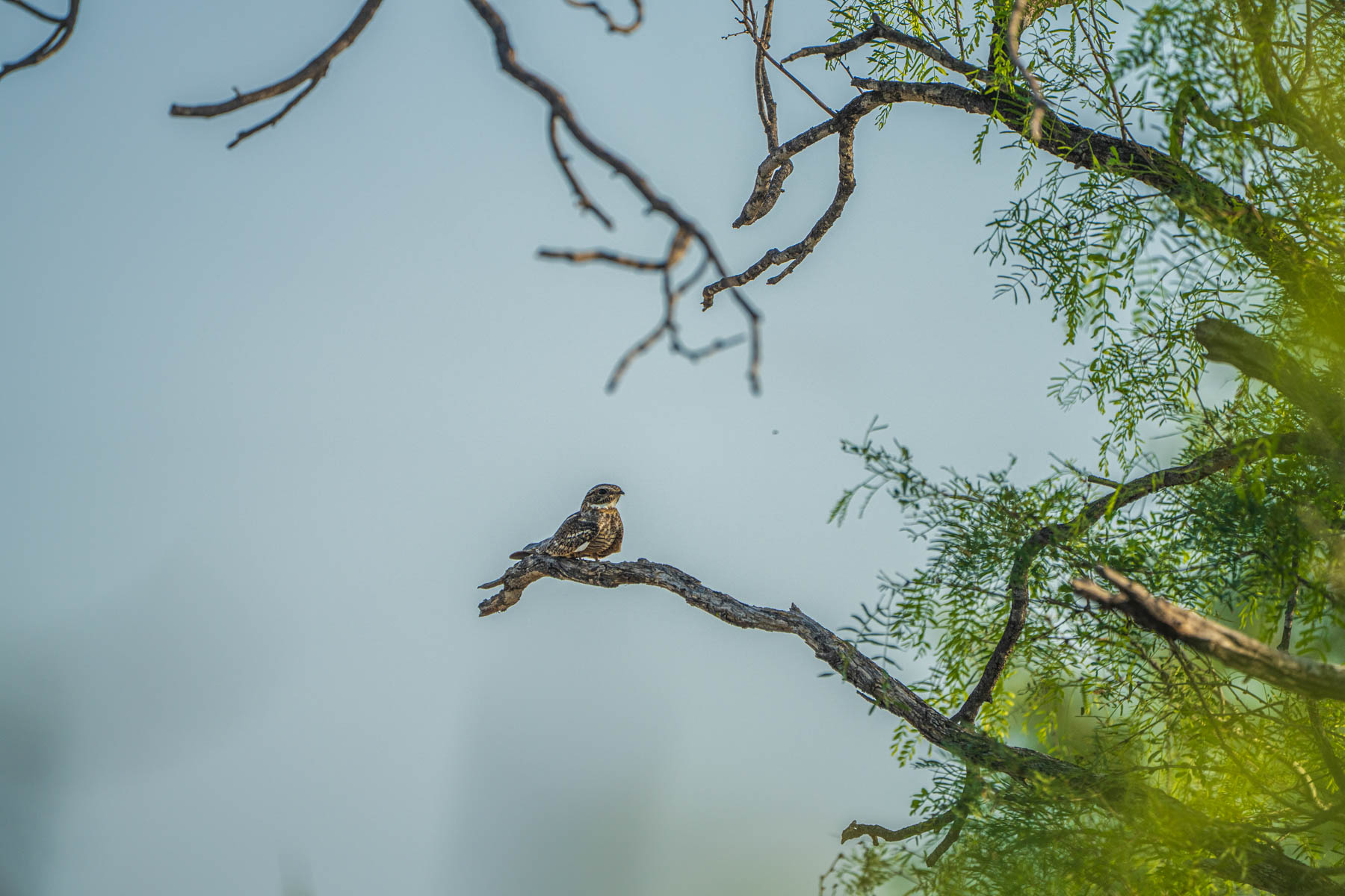 Dos Presas Ranch property picture 45 of 66