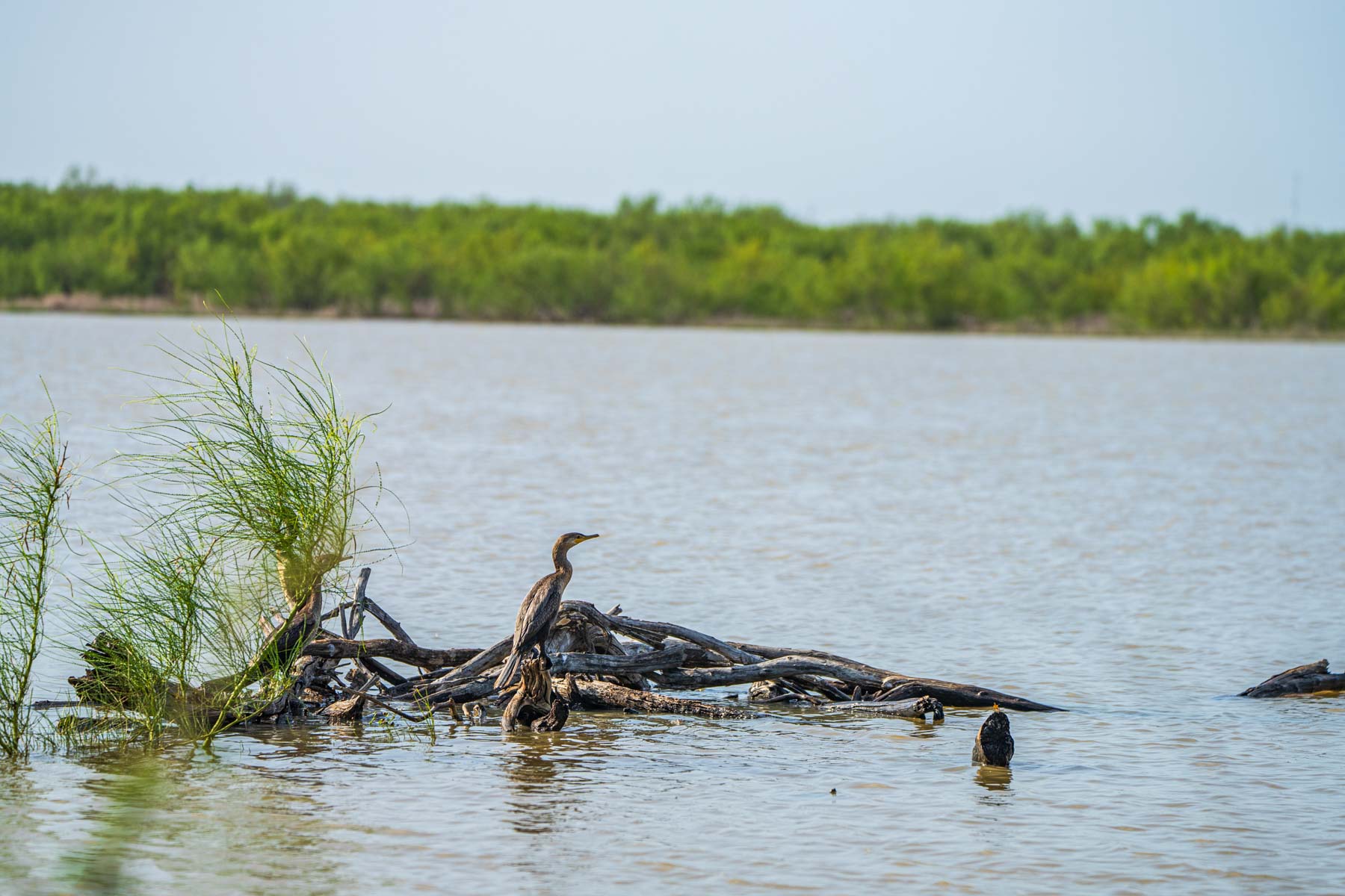Dos Presas Ranch property picture 19 of 66