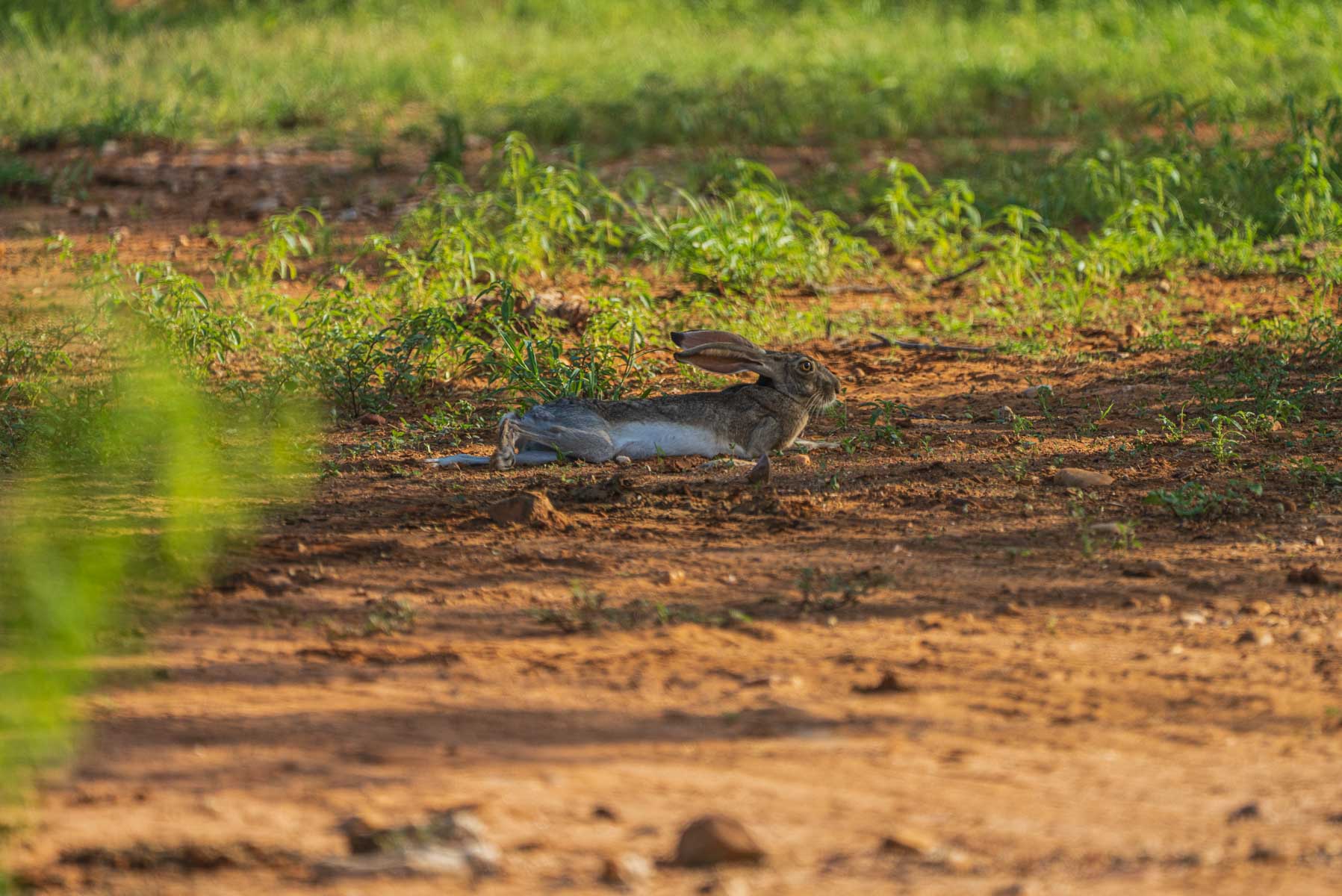 Dos Presas Ranch property picture 46 of 66