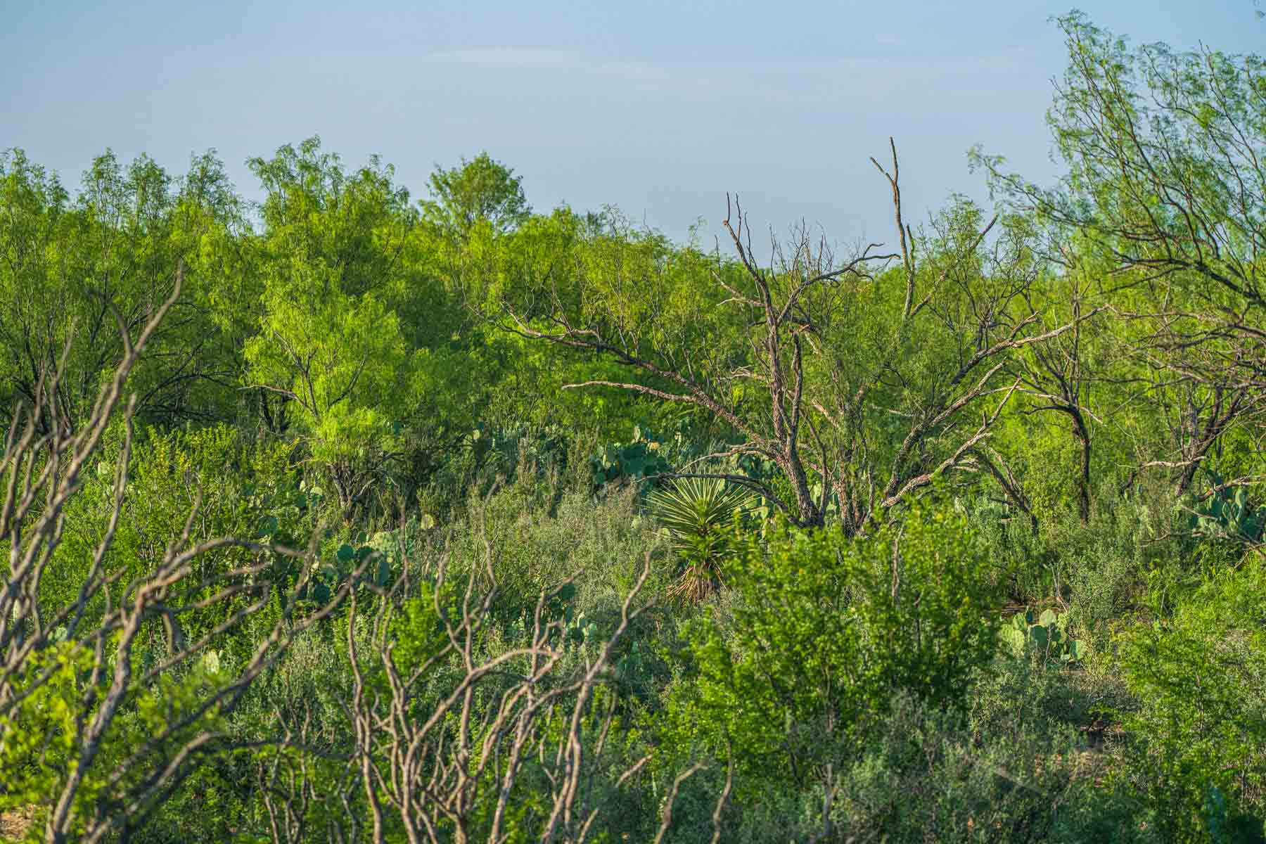 Dos Presas Ranch property picture 42 of 66