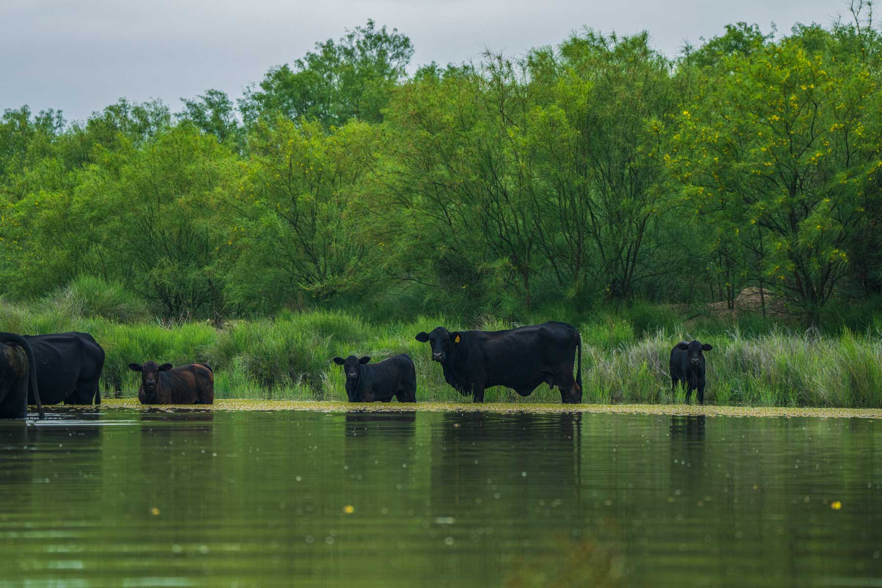 Dos Presas Ranch property picture 31 of 66