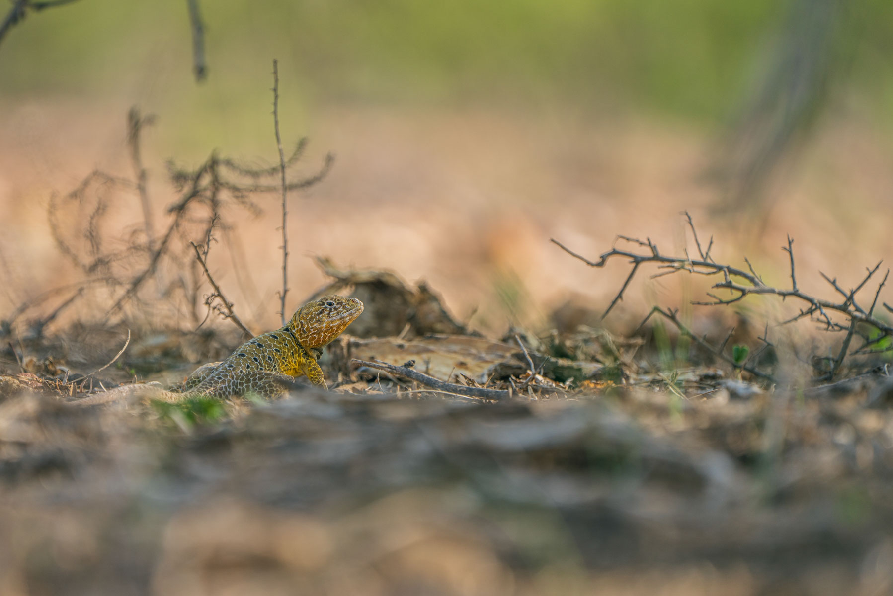 Dos Presas Ranch property picture 23 of 66