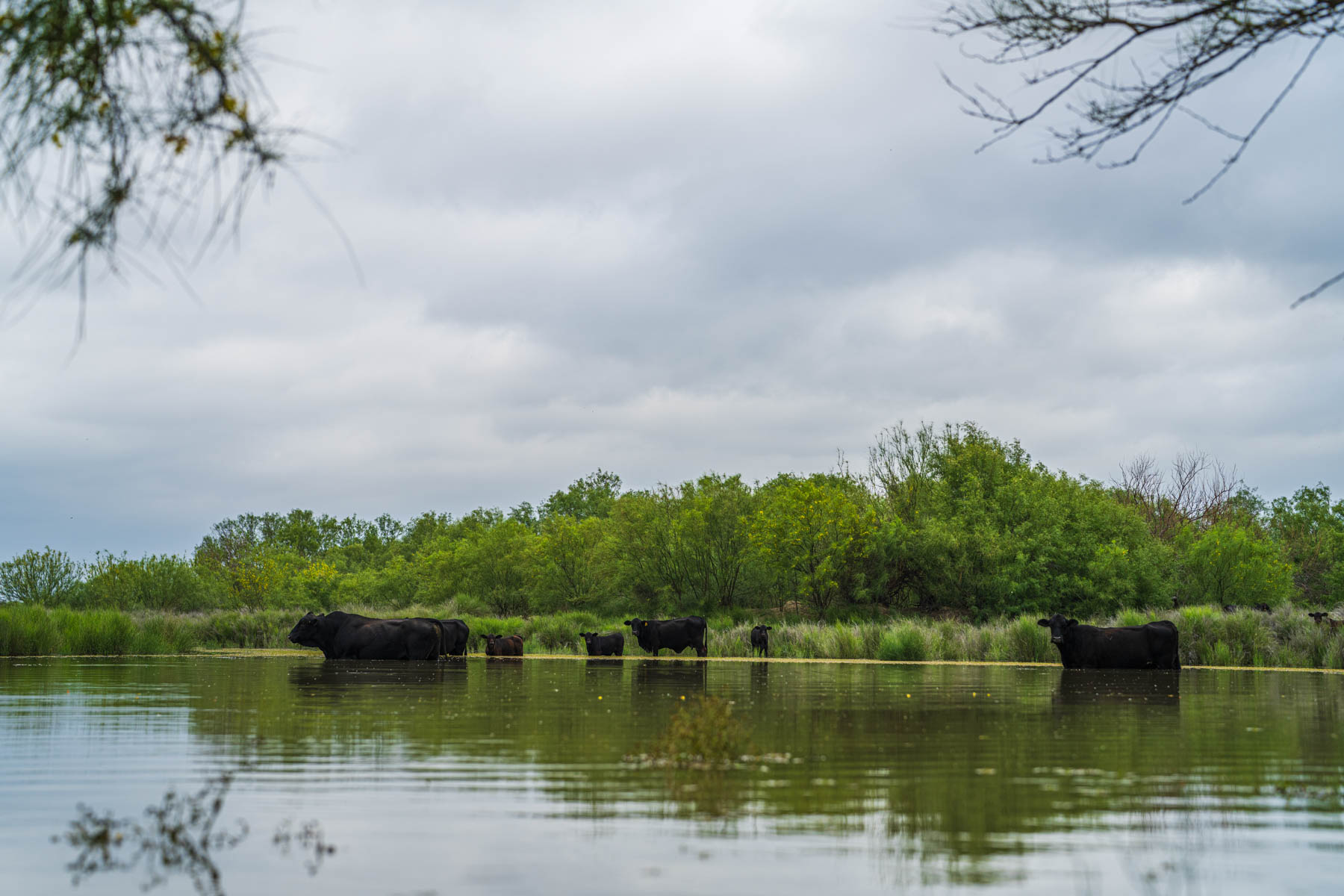 Dos Presas Ranch property picture 6 of 66