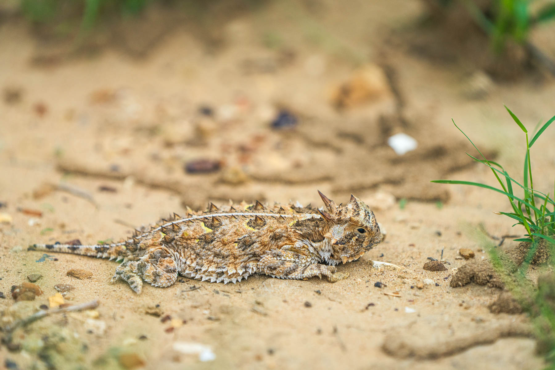 Dos Presas Ranch property picture 27 of 66