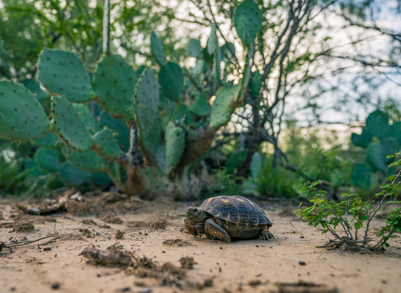 Dos Presas Ranch property picture 24 of 66