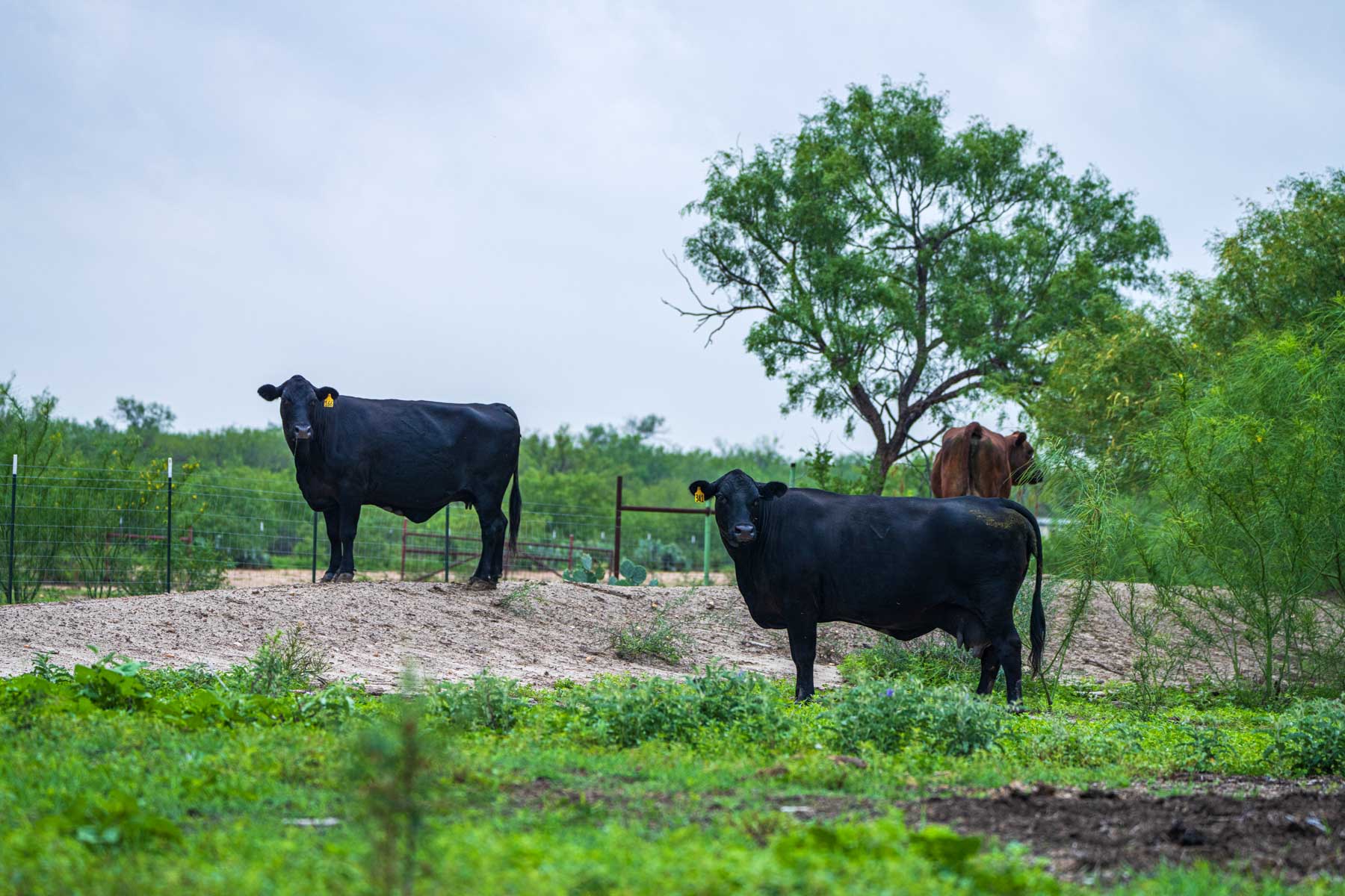 Dos Presas Ranch property picture 52 of 66