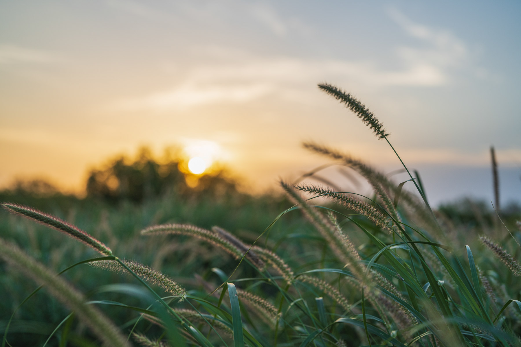 Dos Presas Ranch property picture 34 of 66