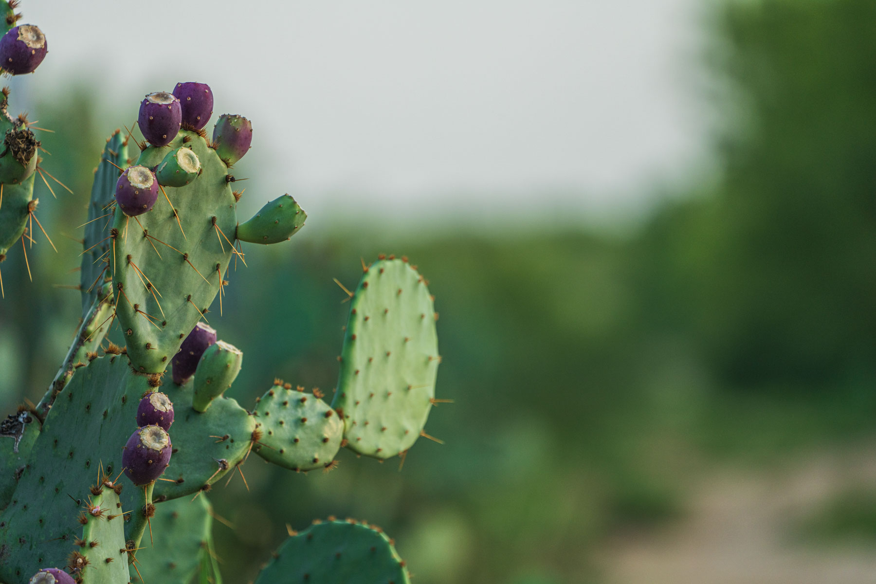 Dos Presas Ranch property picture 37 of 66