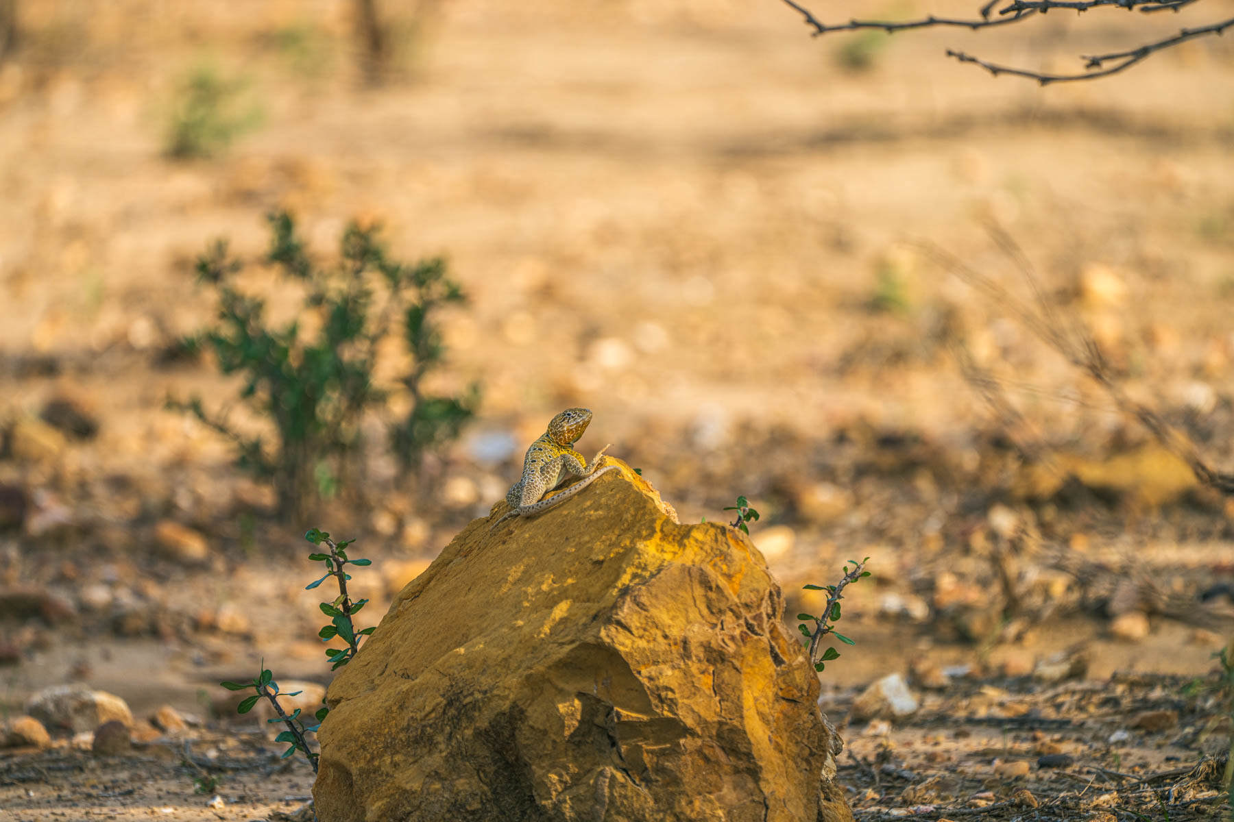 Dos Presas Ranch property picture 21 of 66