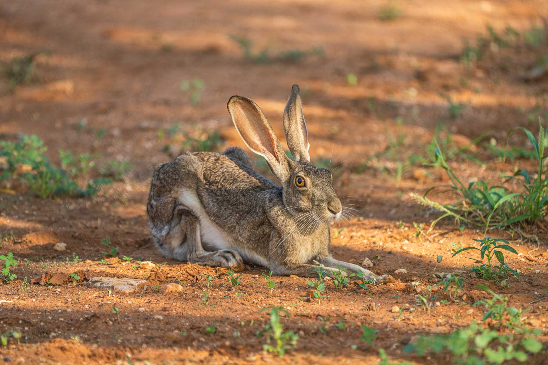Dos Presas Ranch property picture 47 of 66
