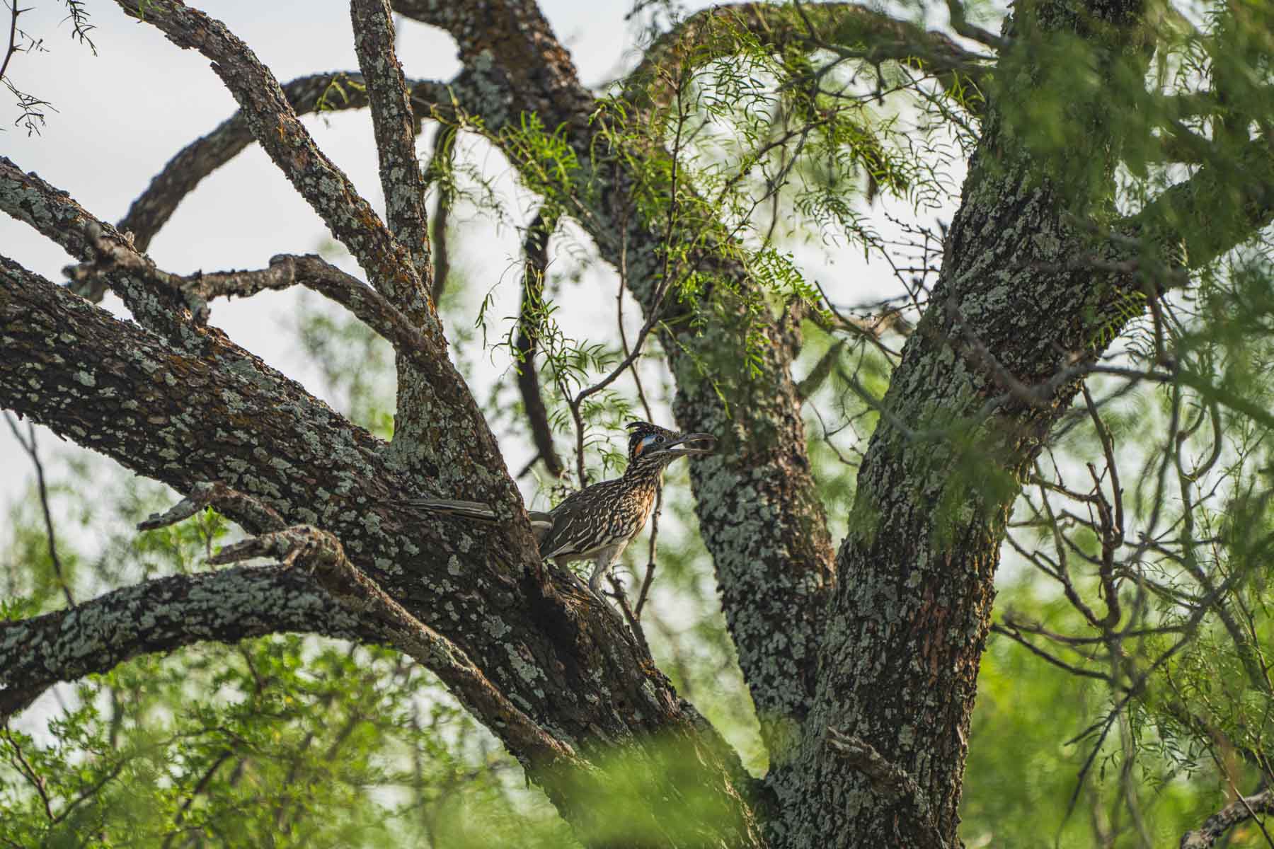 Dos Presas Ranch property picture 17 of 66