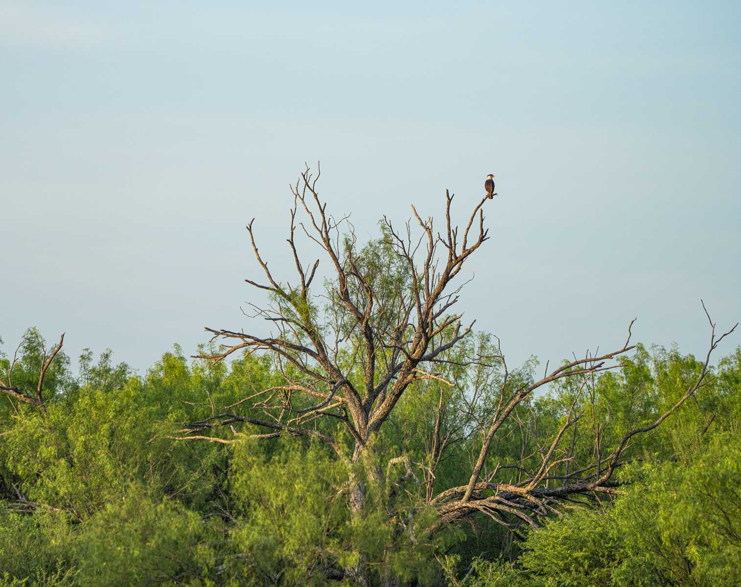 Dos Presas Ranch property picture 35 of 66