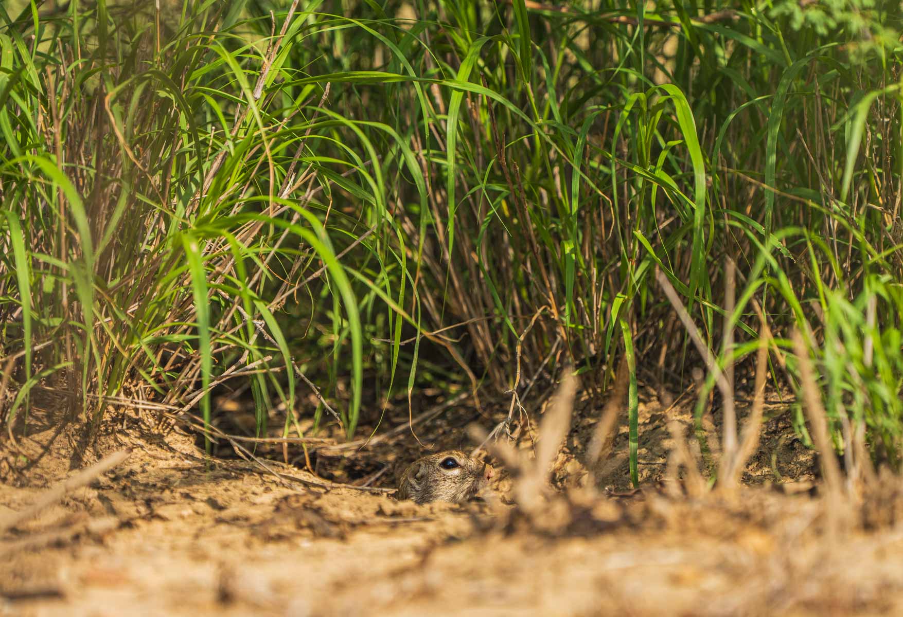 Dos Presas Ranch property picture 16 of 66