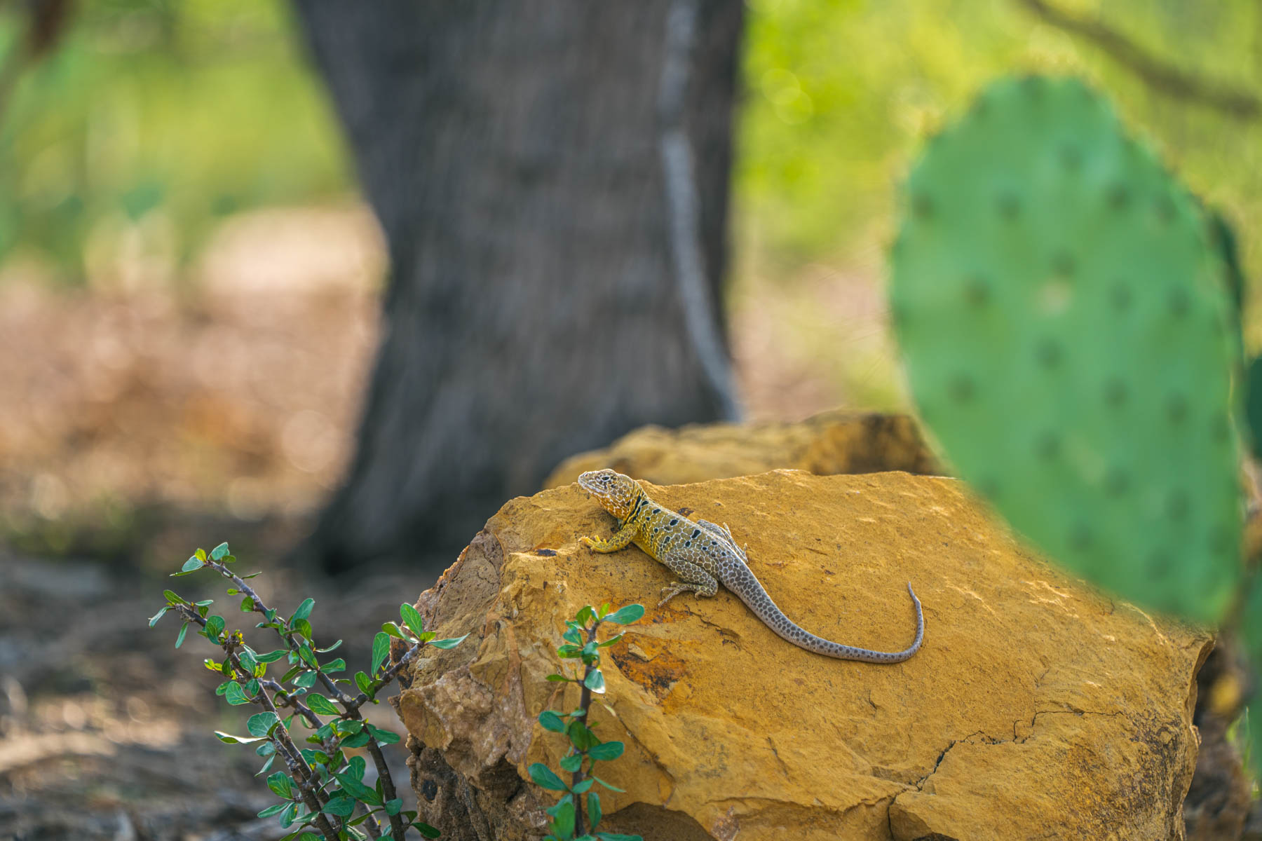 Dos Presas Ranch property picture 22 of 66